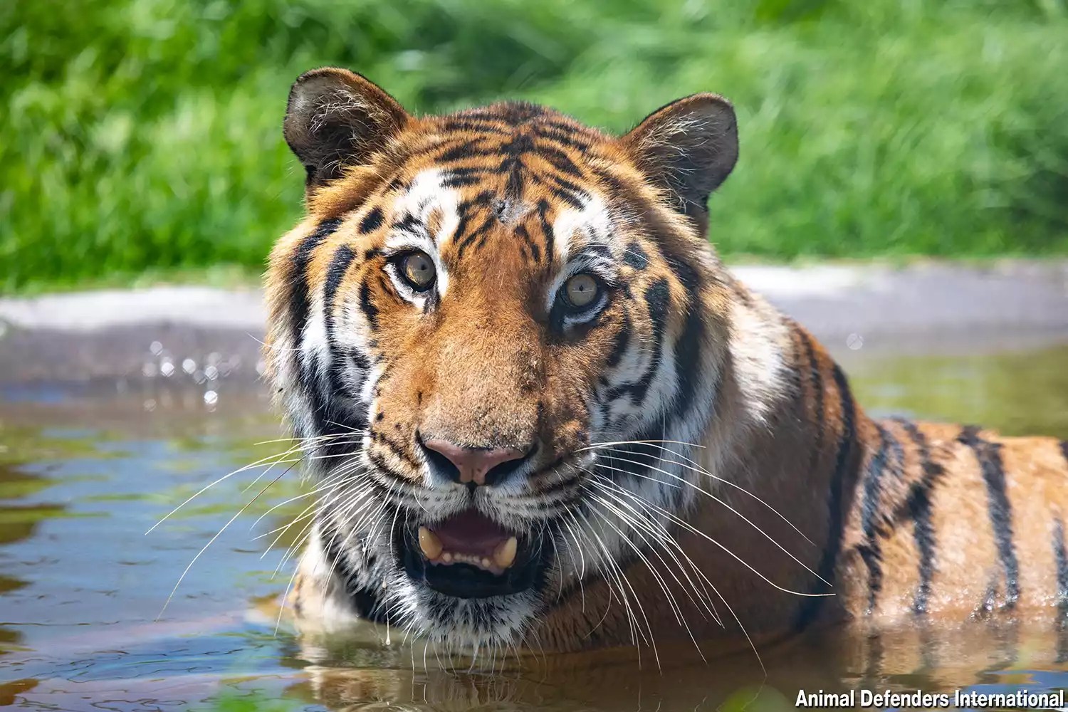 lions and tigers
