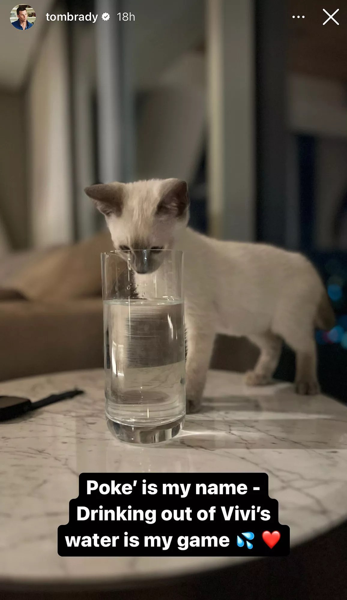 Tom Brady&rsquo;s Daughter Vivian Uses &lsquo;Dad&rsquo;s Phone&rsquo; to Post Pictures of the Family&rsquo;s New Rescue Kittens