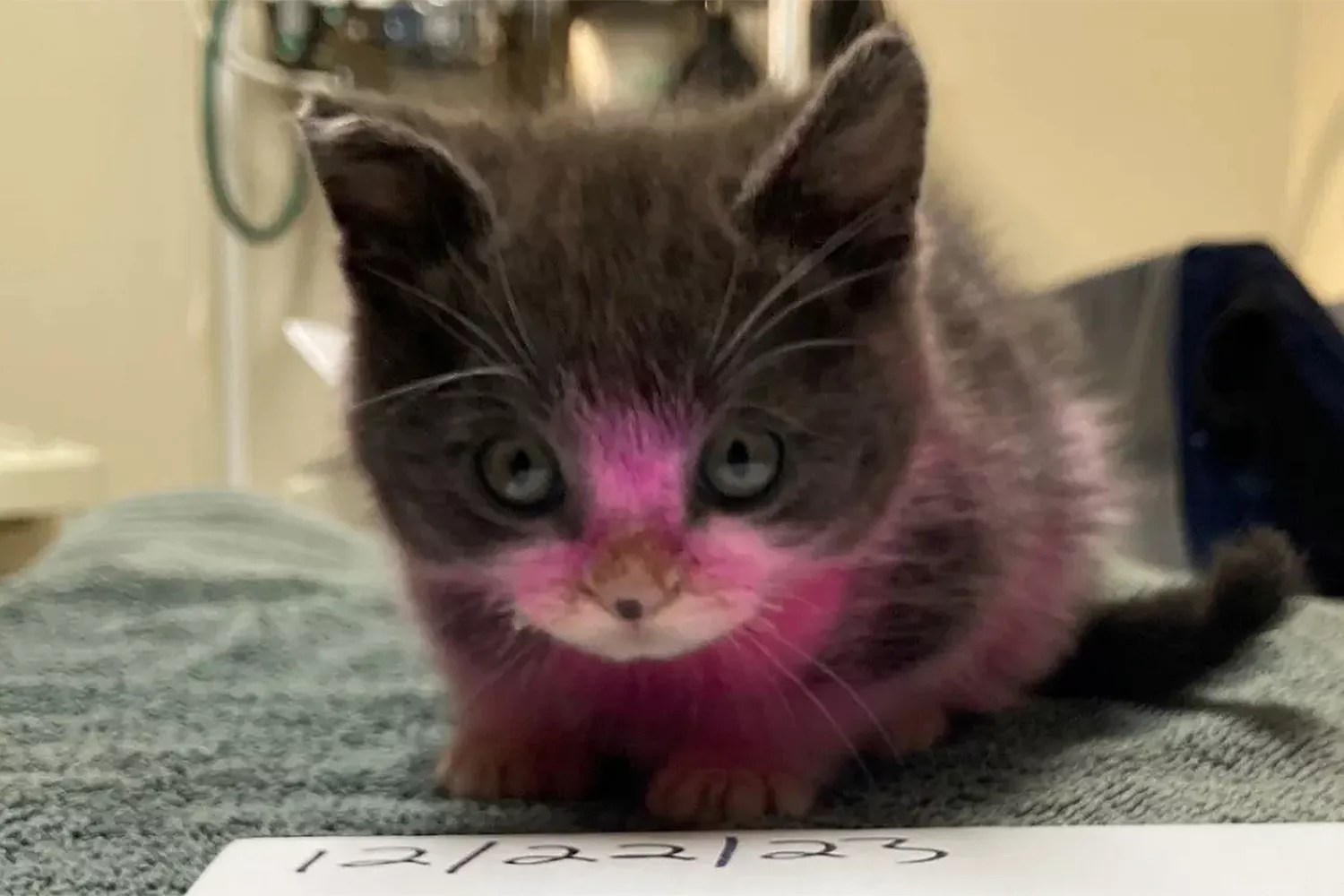 Kitten Recovering After Being Dyed Pink and Washed with &lsquo;Toxic&rsquo; Chemicals