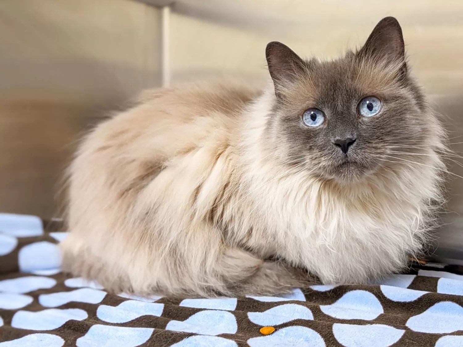 lulu the cat up for adoption