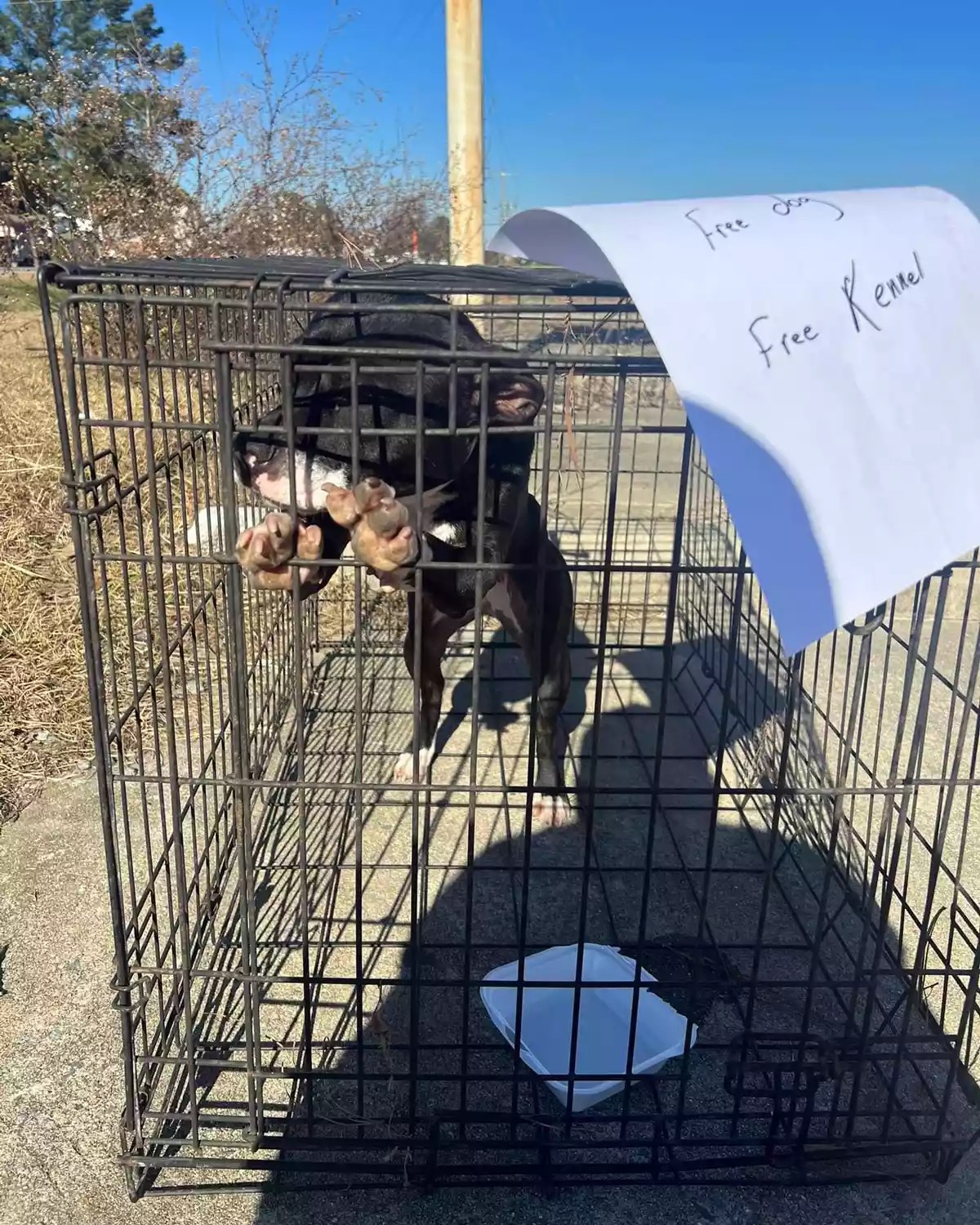 Dog abandoned in kennel, rescued