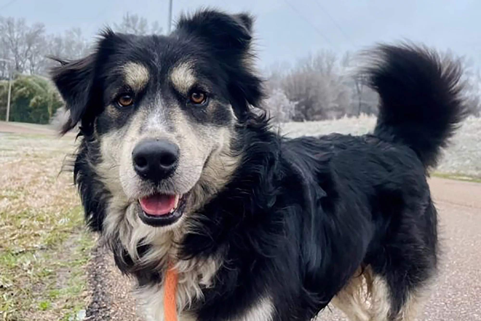 I&rsquo;m WAFFLE HOUSE, a male, 65 pound, Aussie mix! You may have seen me when I become internet famous after a follower created a photo mash up comparing all my expressions to Paul Rudd&rsquo;s. They started calling me Paul Ruff!. https://www.petfinder.com/dog/waffle-house-59821519/tn/collierville/collierville-animal-services-tn167/. Petfinder