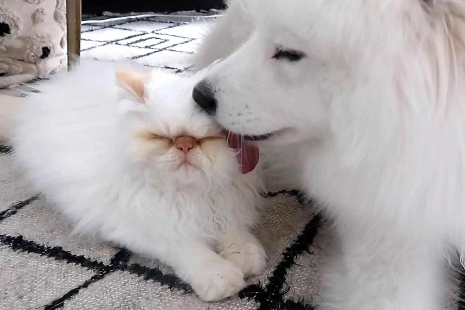 grumpy cat and happy dog