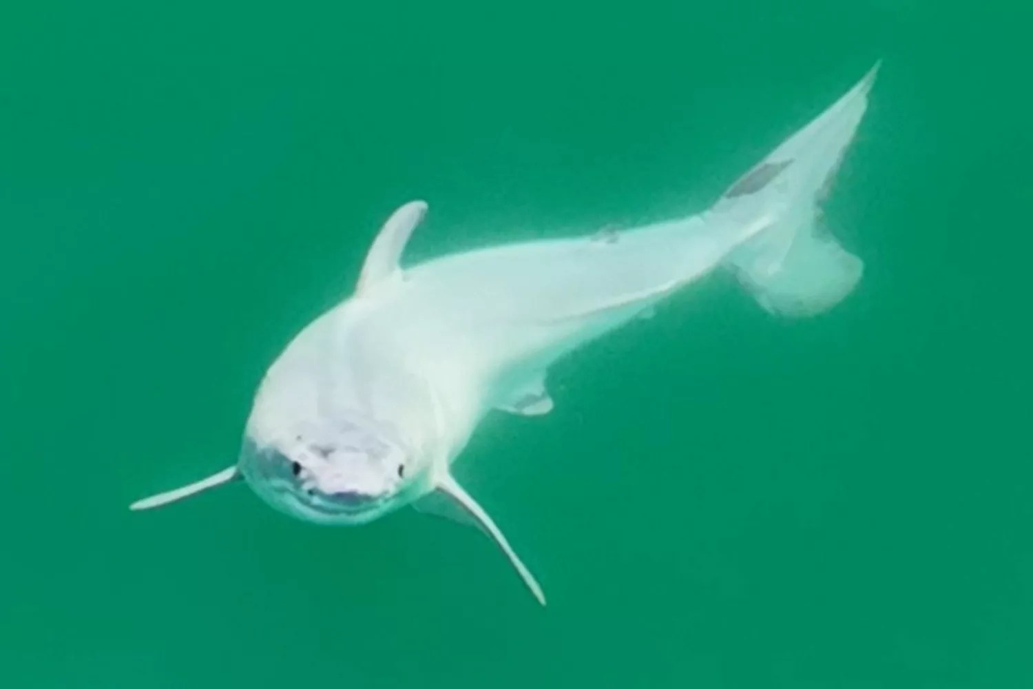Baby Great White Shark Photographed for First Time Ever off Southern California