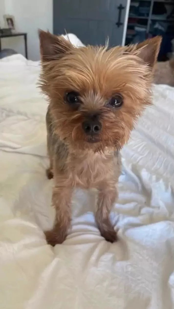 Brittany Cartwright and Jax Taylor Announce Death of Dog: ‘She Was Small But Mighty’