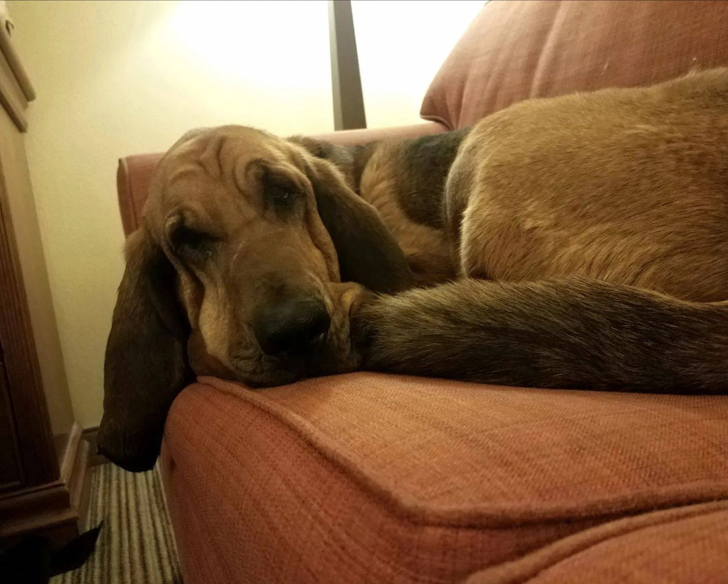 bloodhound Jessie