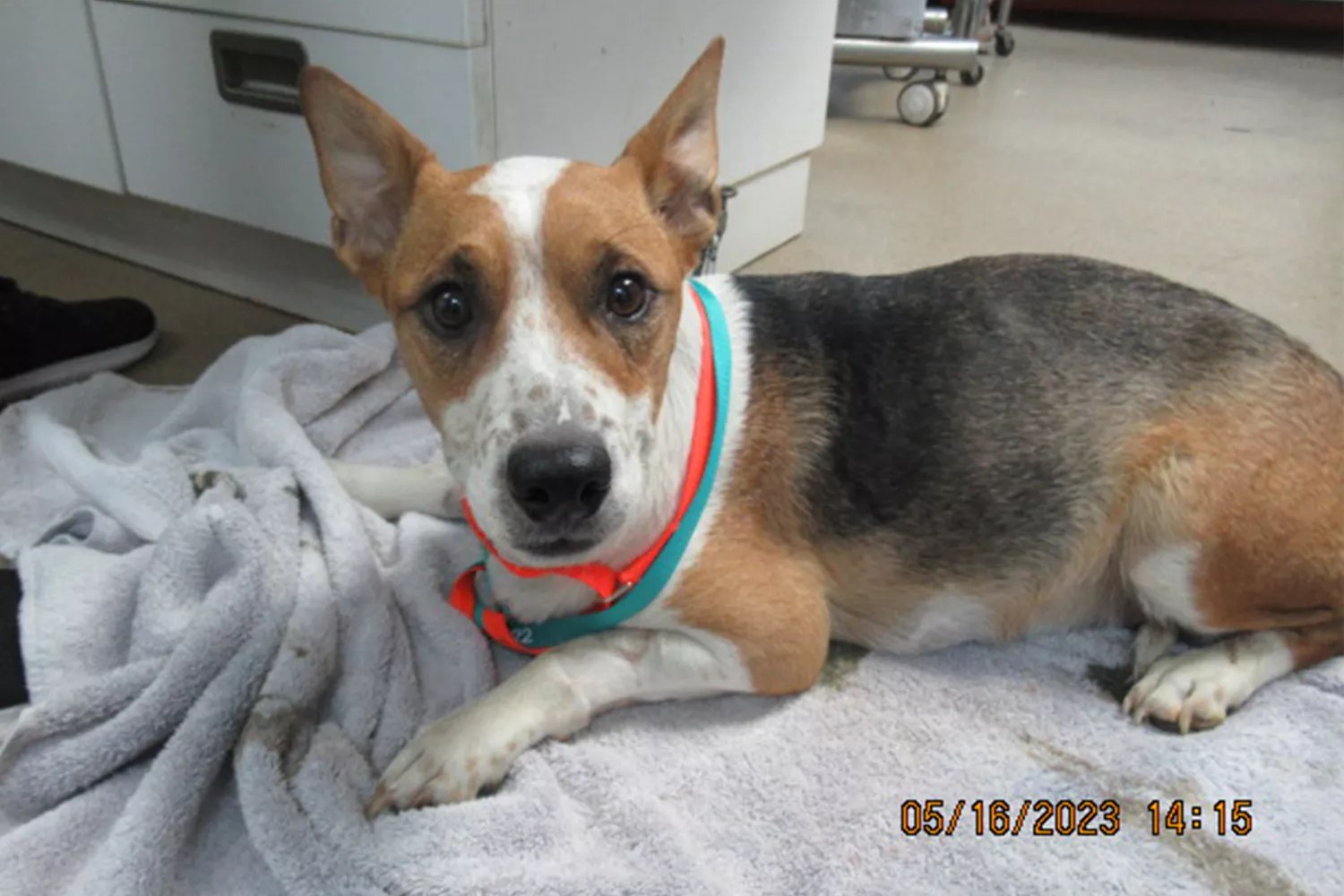 pregnant dog survives rattlesnake bite