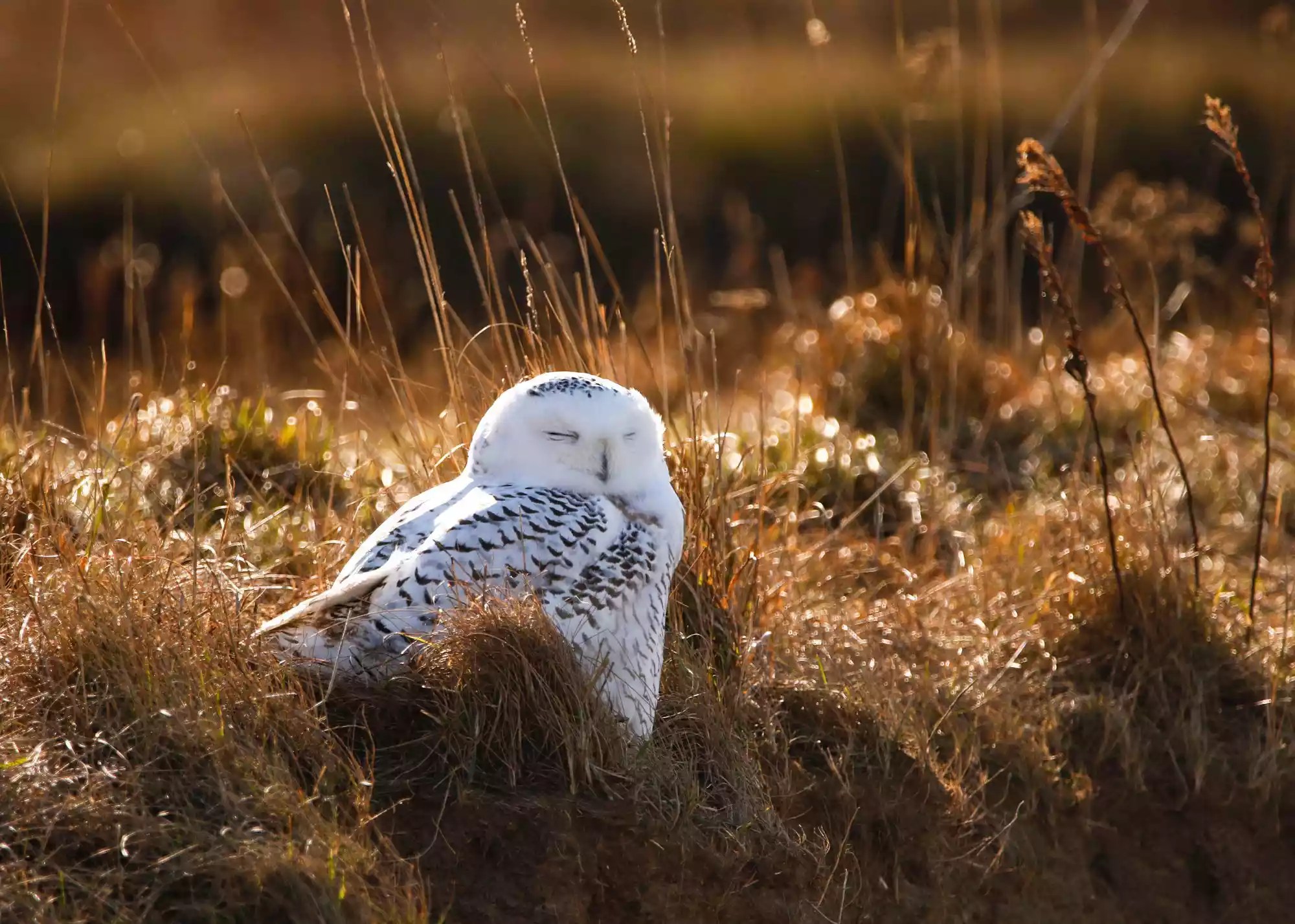 Snowy Owl