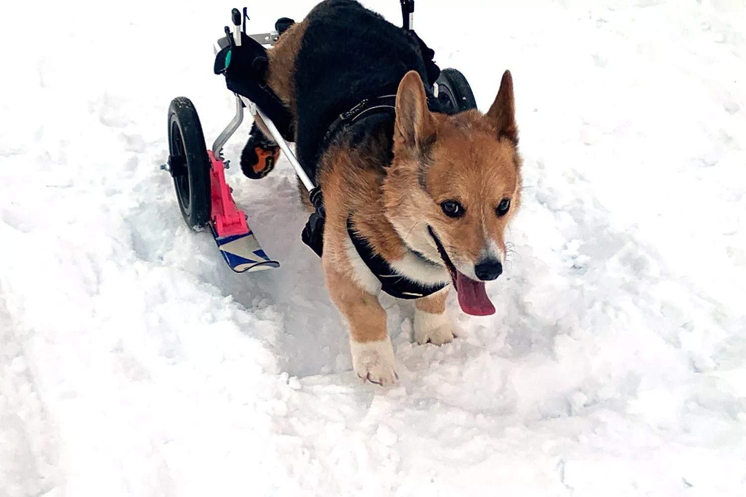 Corgi Gets Skis for Wheelchair
