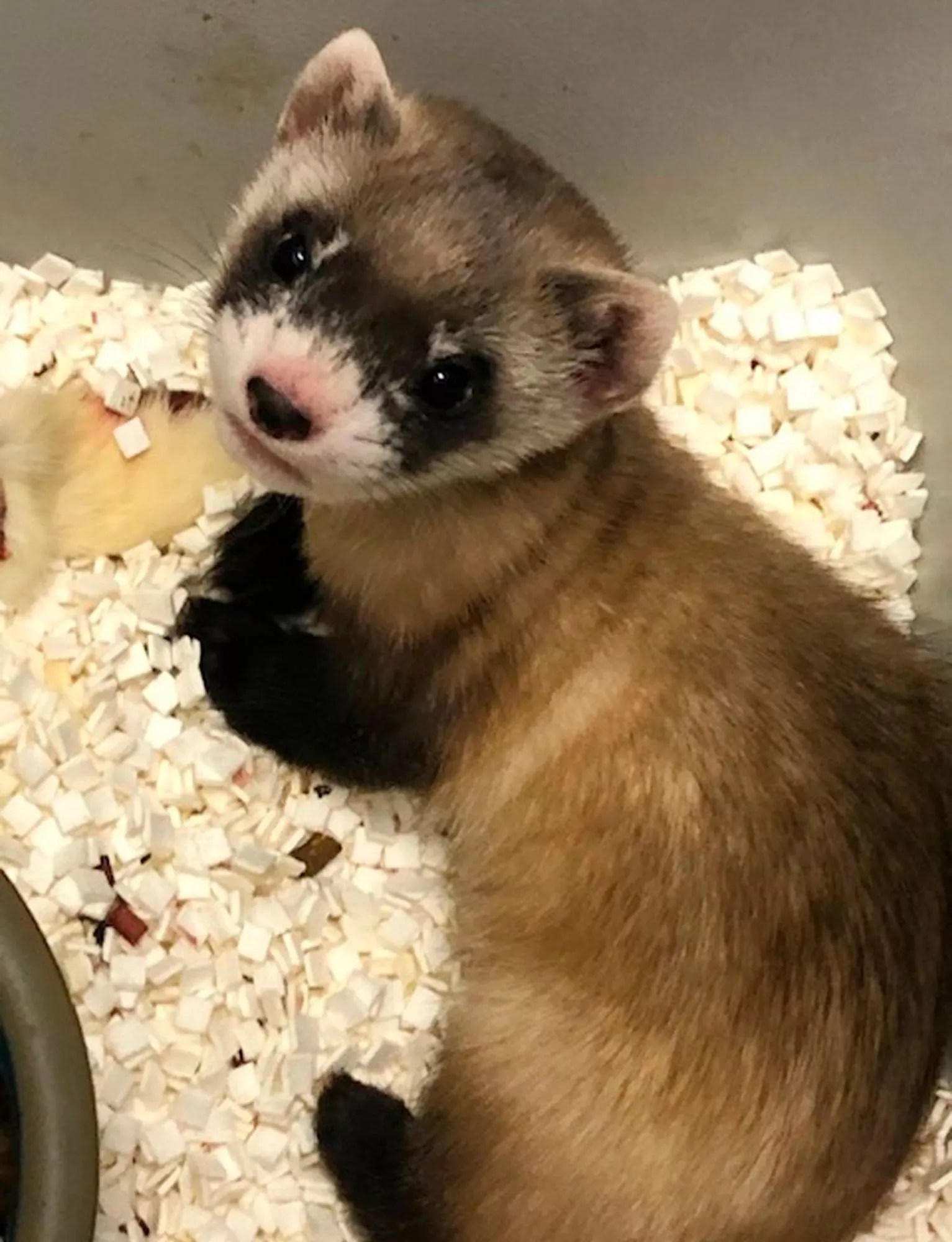 Cloned Ferret