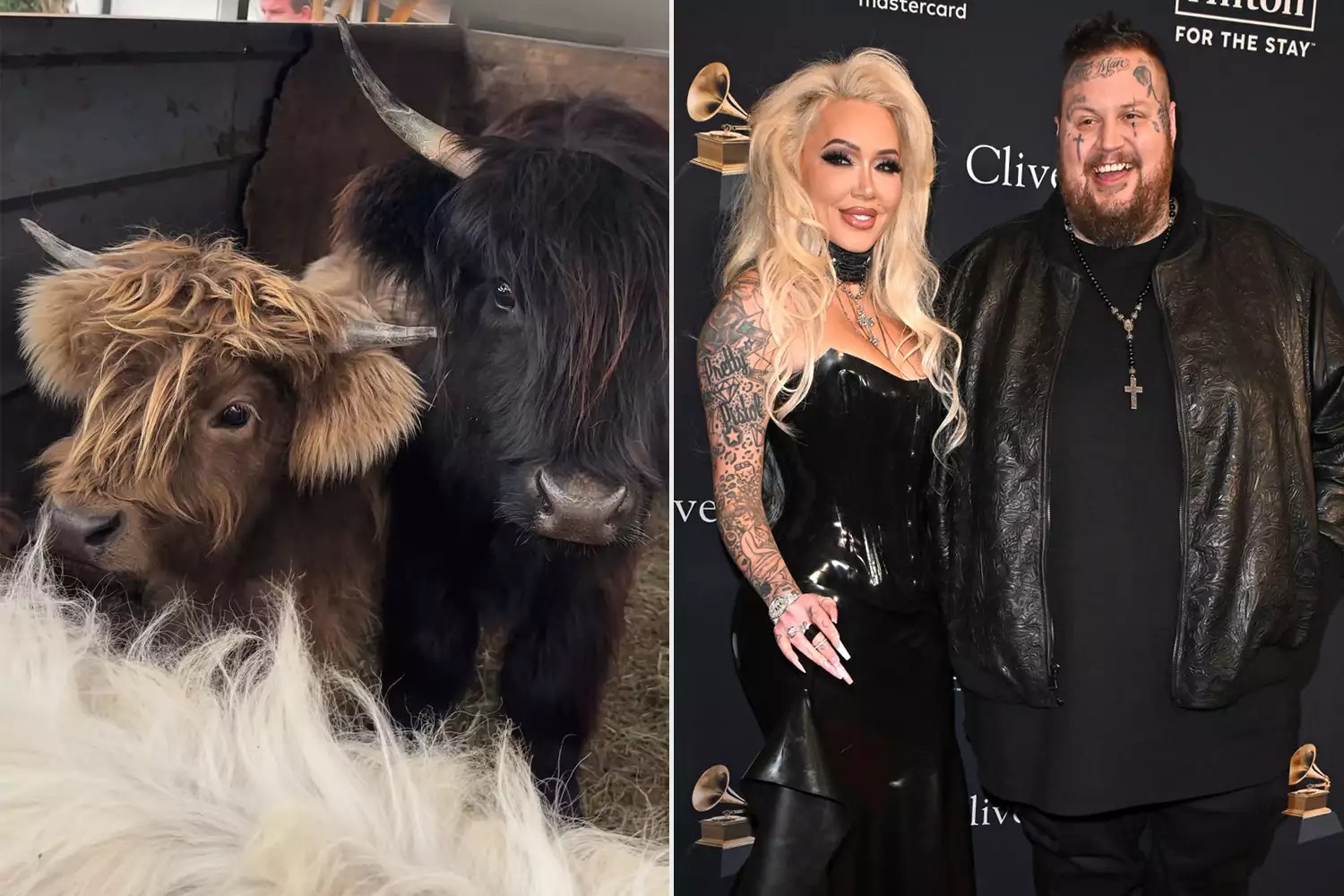jelly roll &amp; bunny XO baby cows.