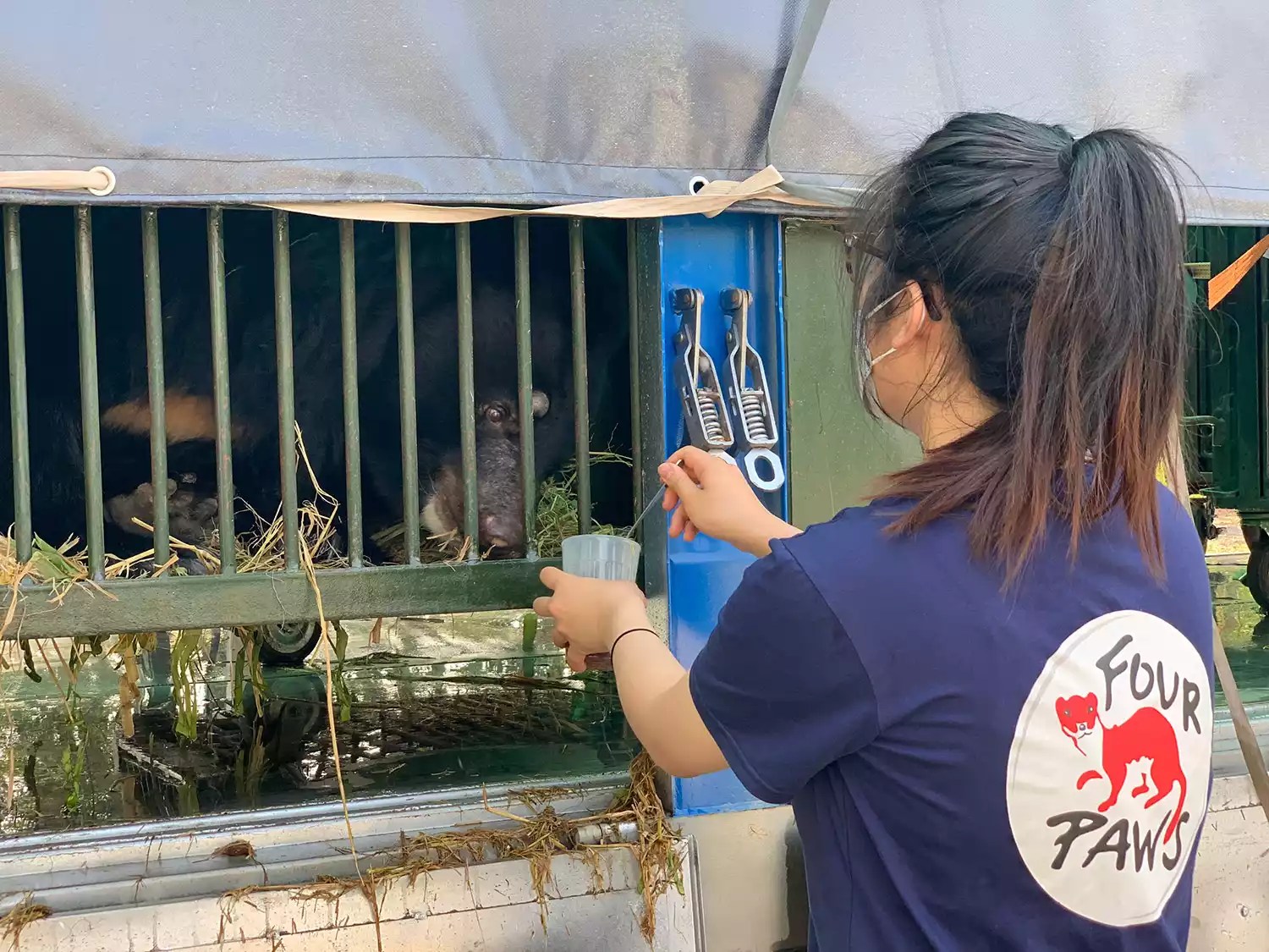 bear rescue