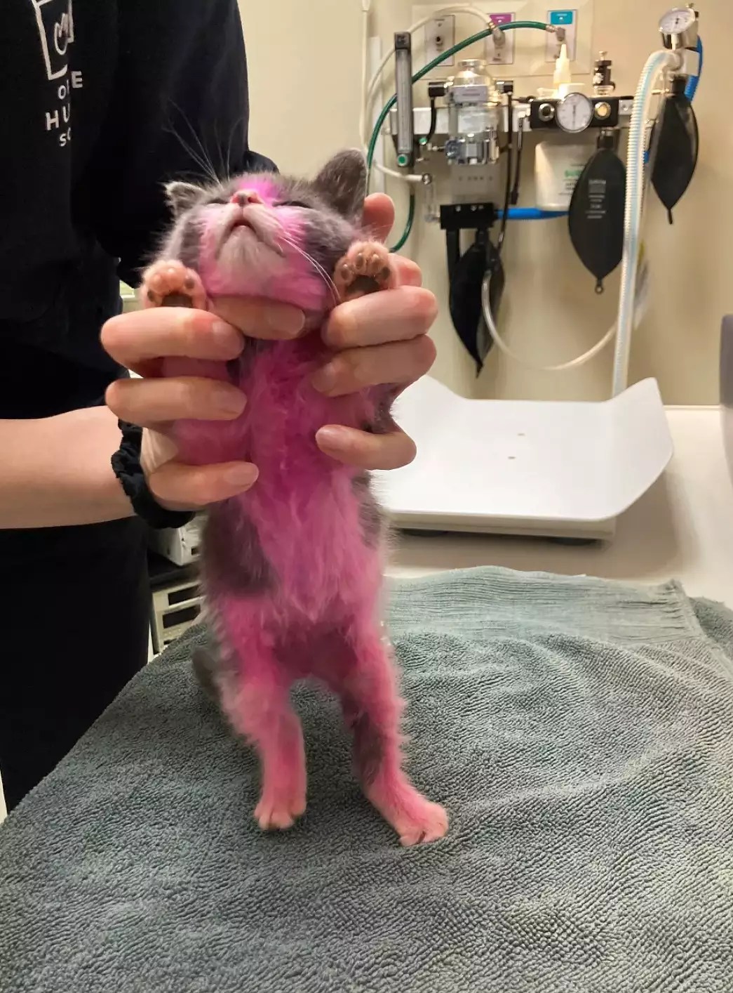 Kitten Recovering After Being Dyed Pink and Washed with &lsquo;Toxic&rsquo; Chemicals