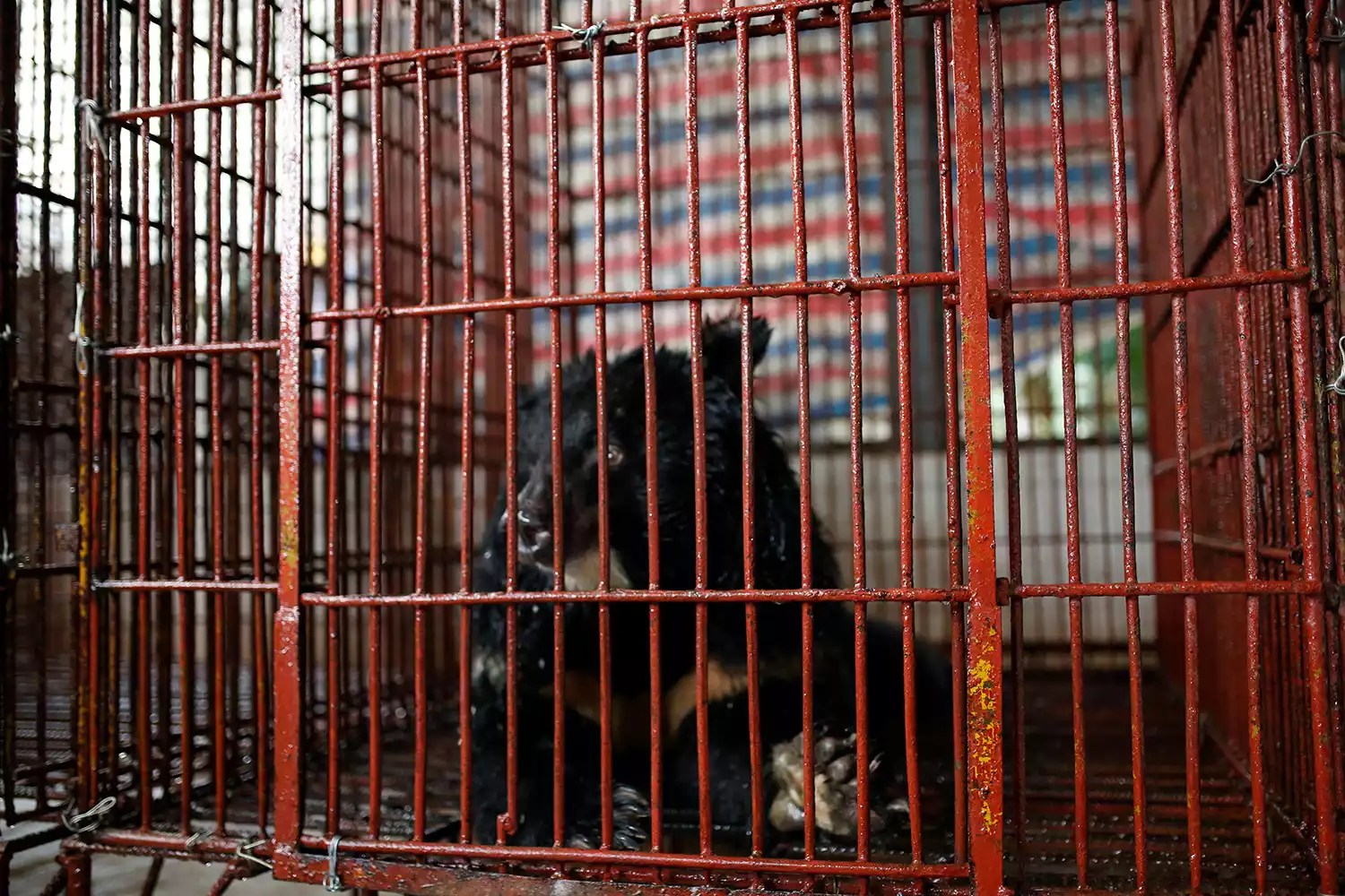 bear rescue