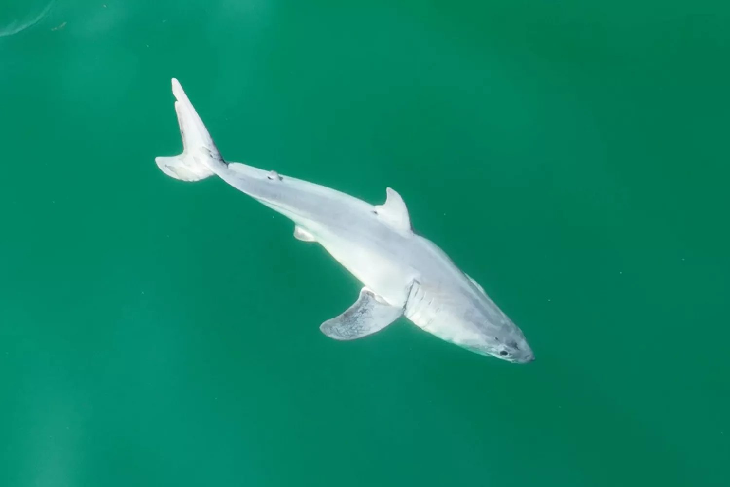 Baby Great White Shark Photographed for First Time Ever off Southern California