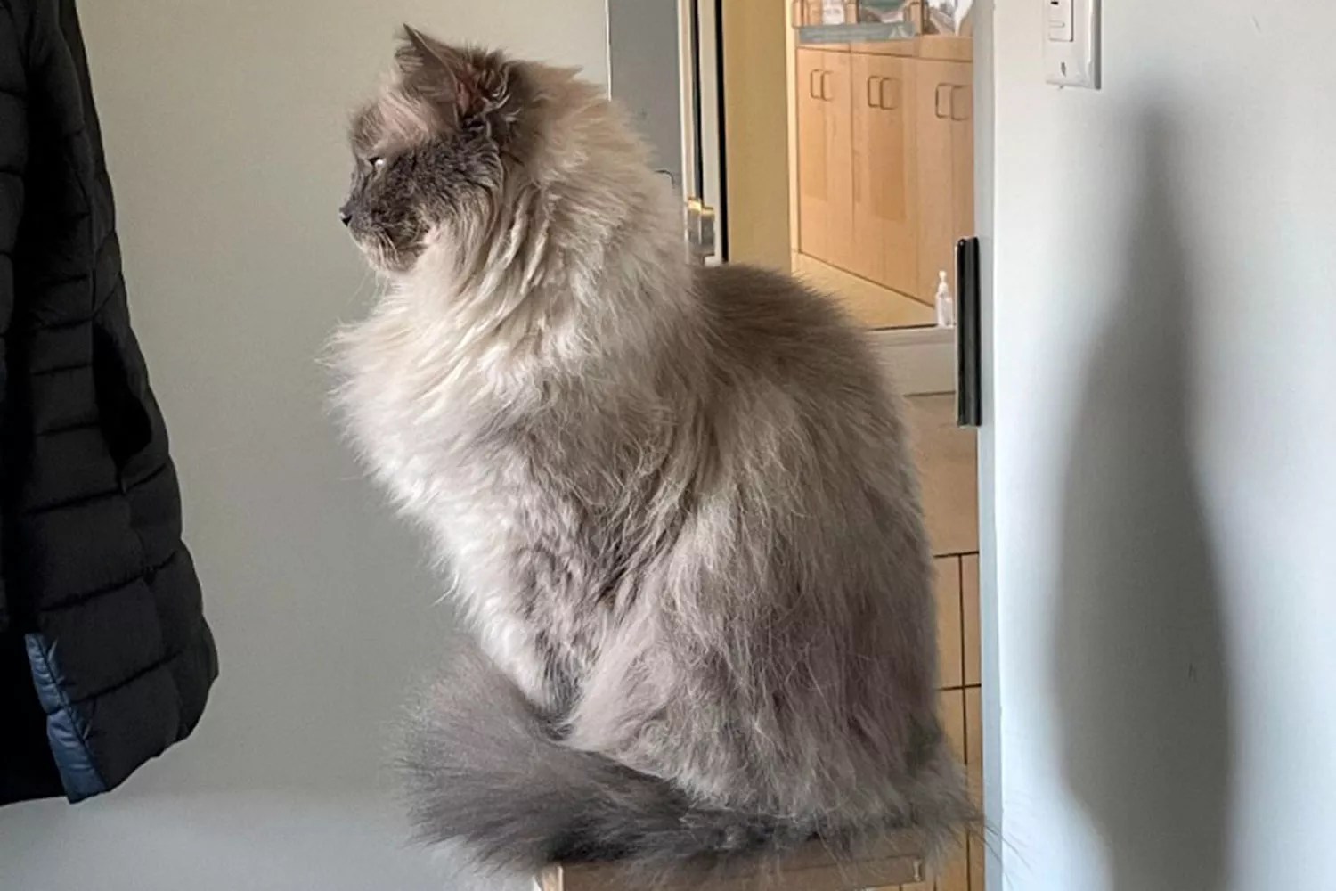 lulu the cat up for adoption
