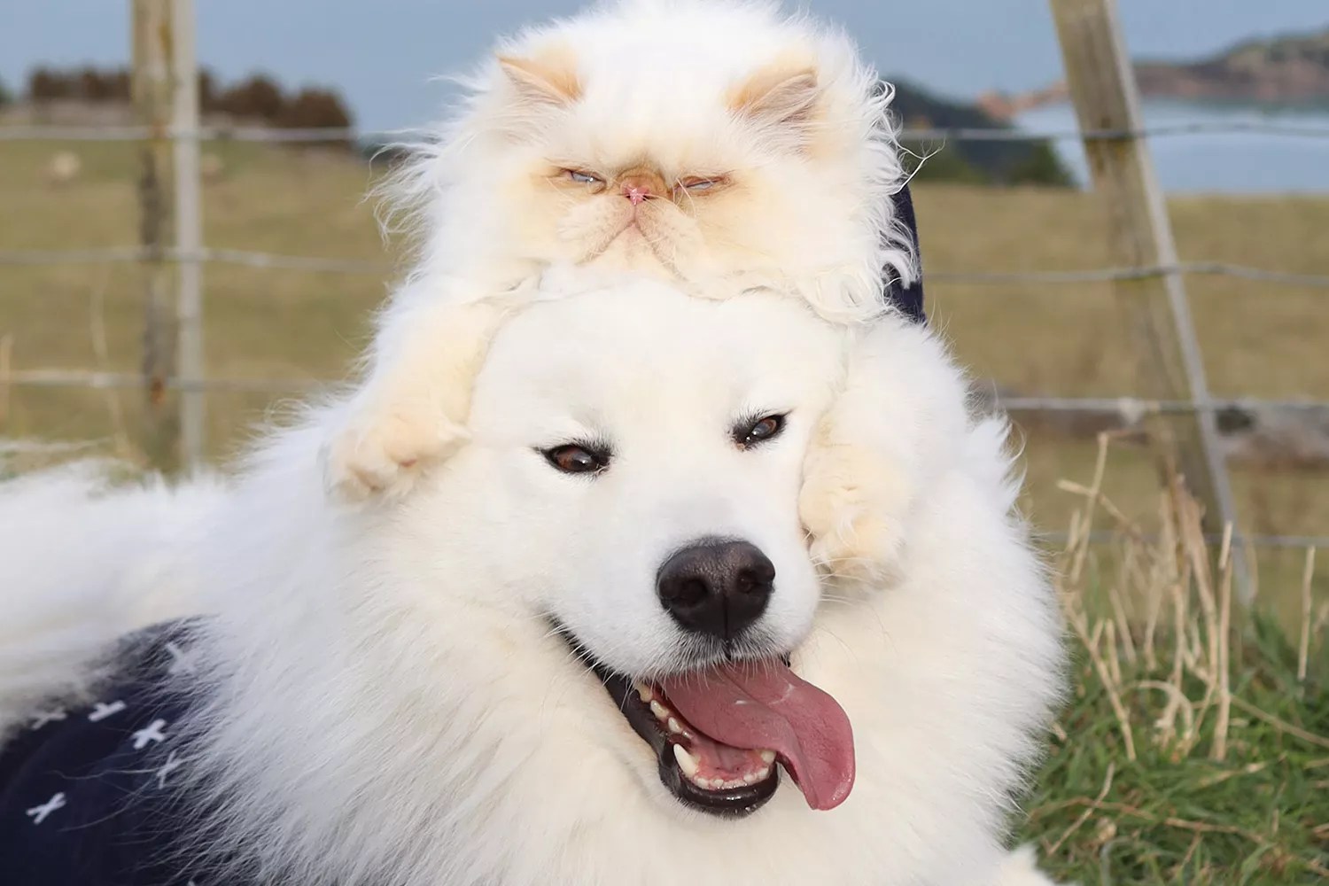 grumpy cat and happy dog