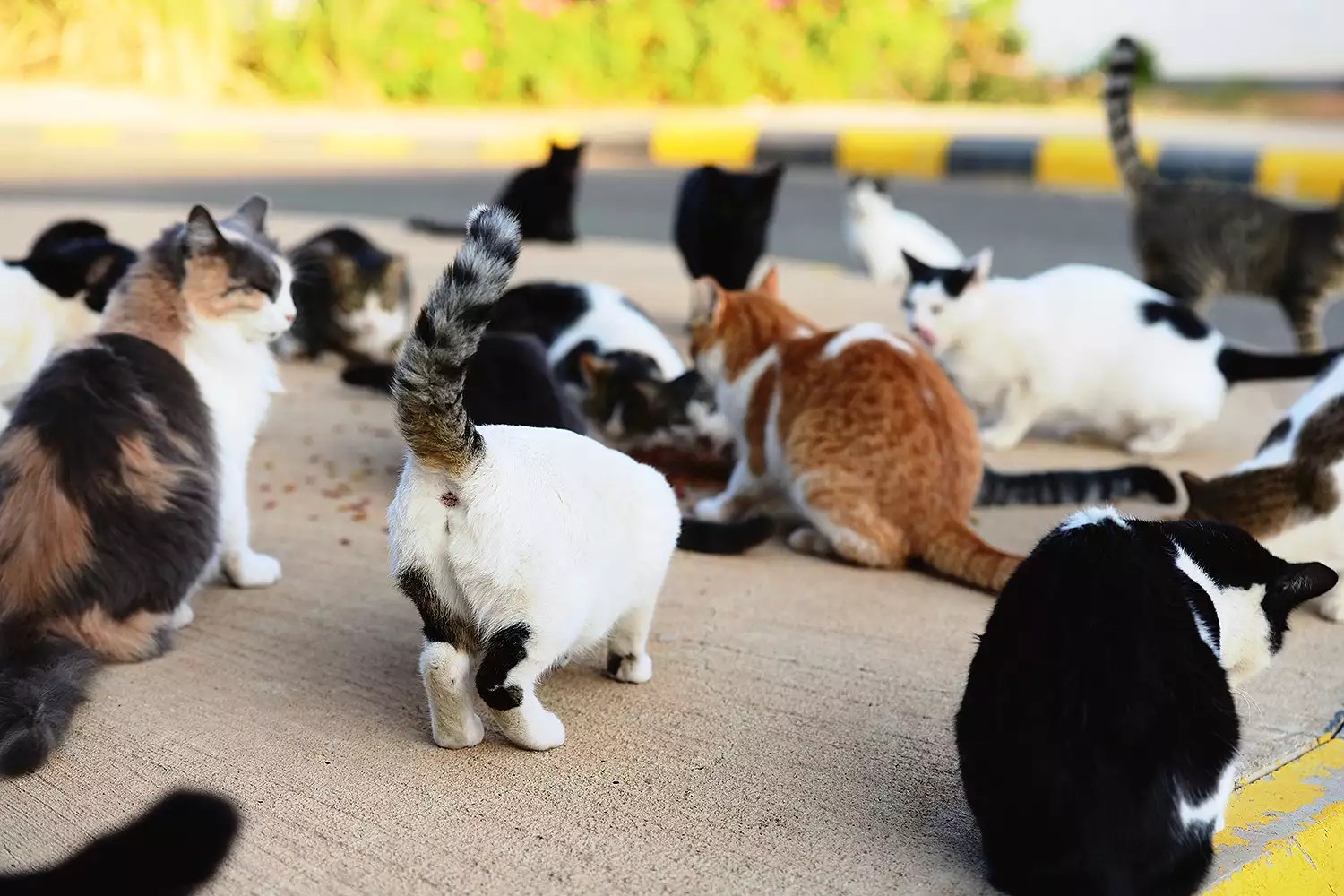 cats