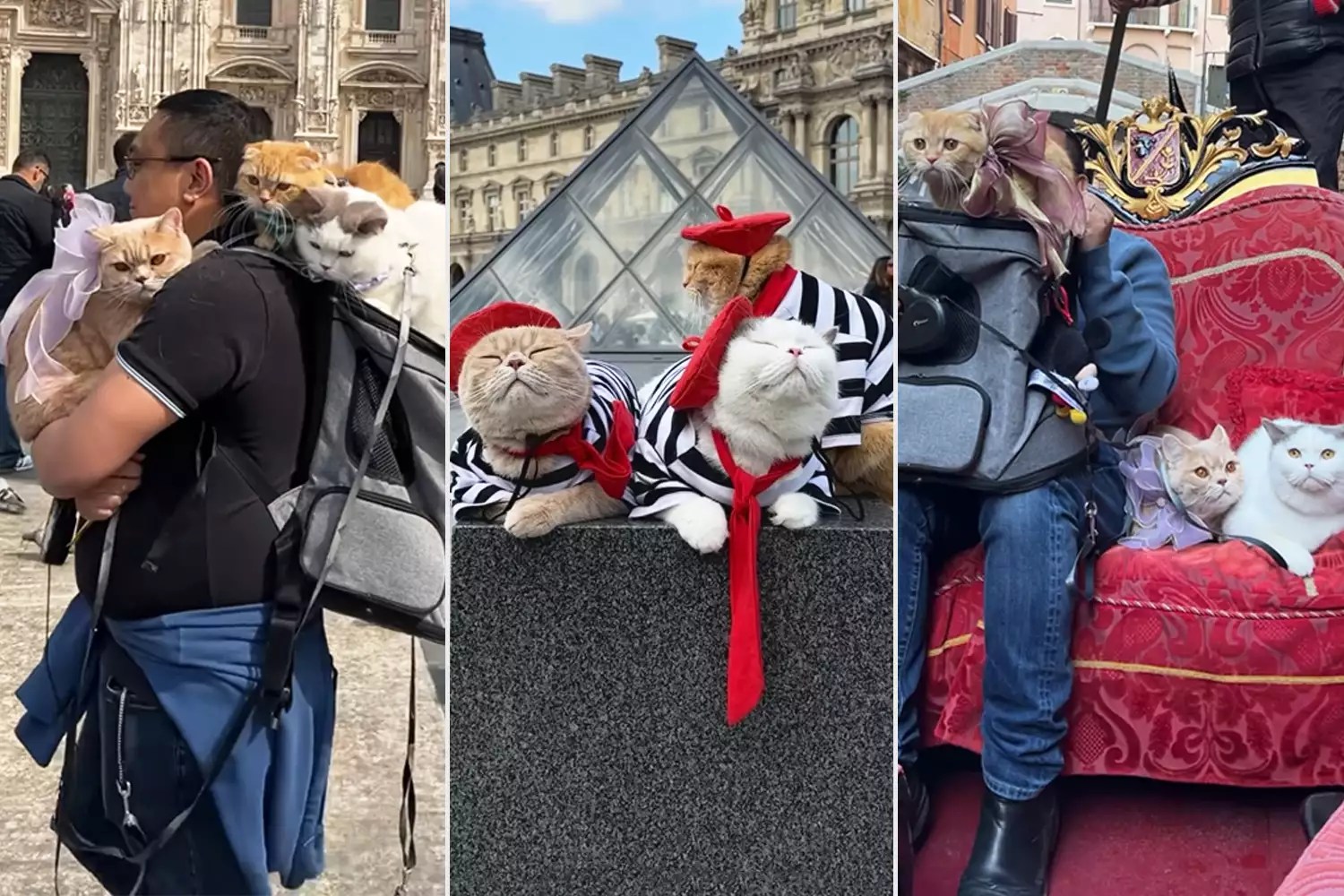 Couple Travels with 3 Cats