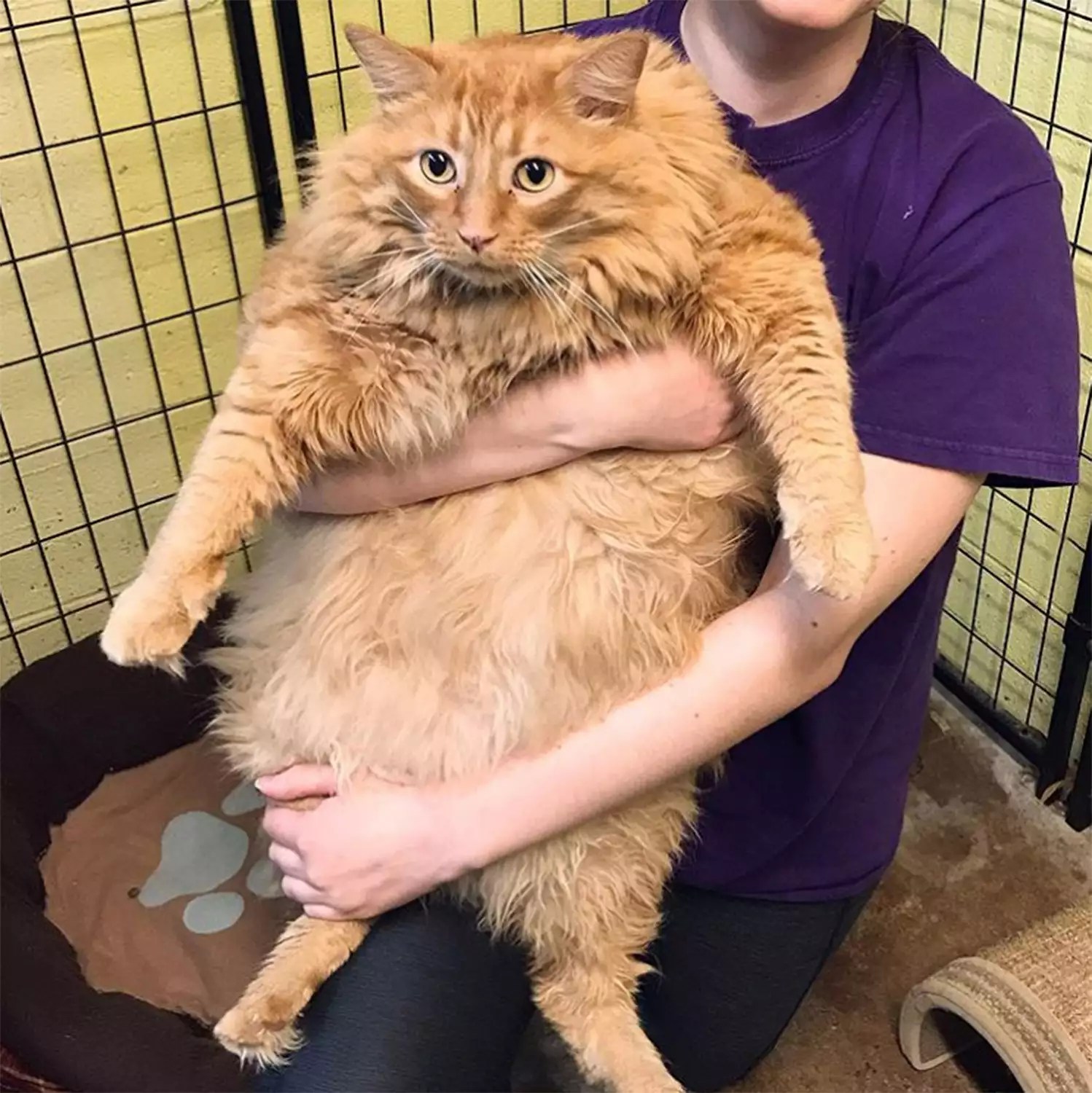 Bazooka the cat