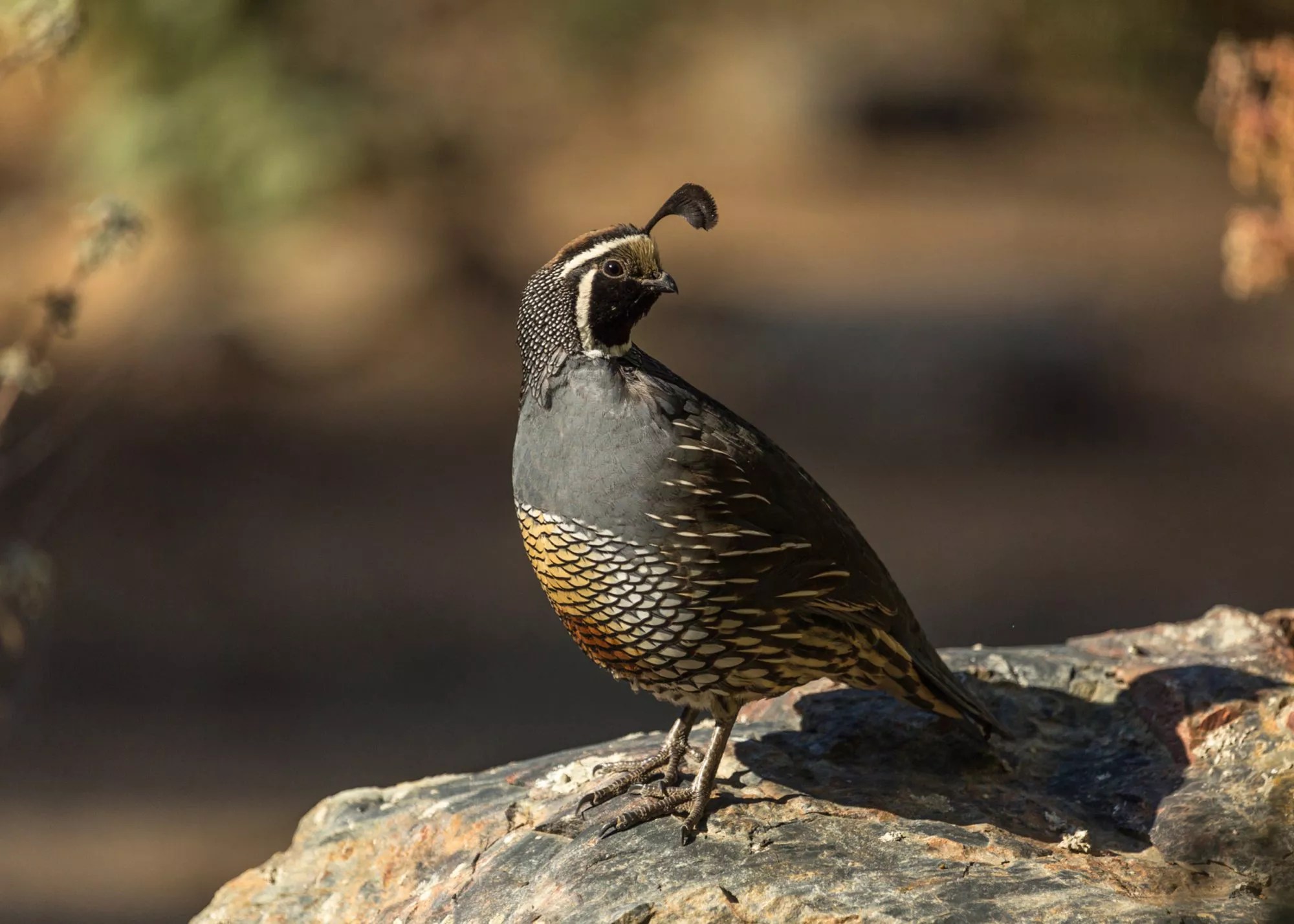 California Quail