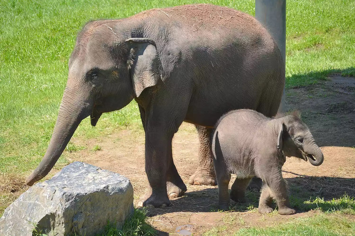 Ajay the elephant calf