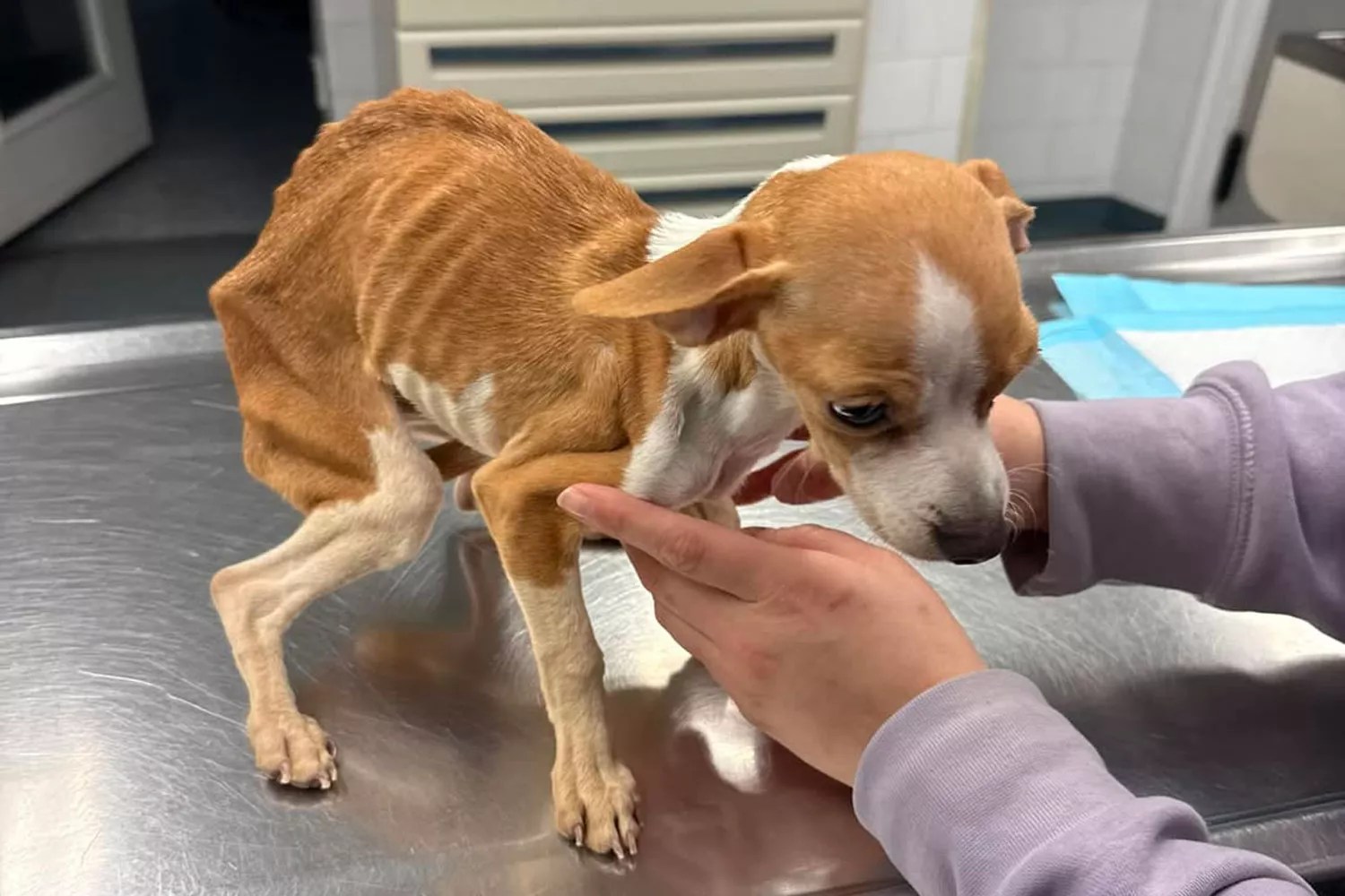 NYC Second Chance Rescue Baby Gina