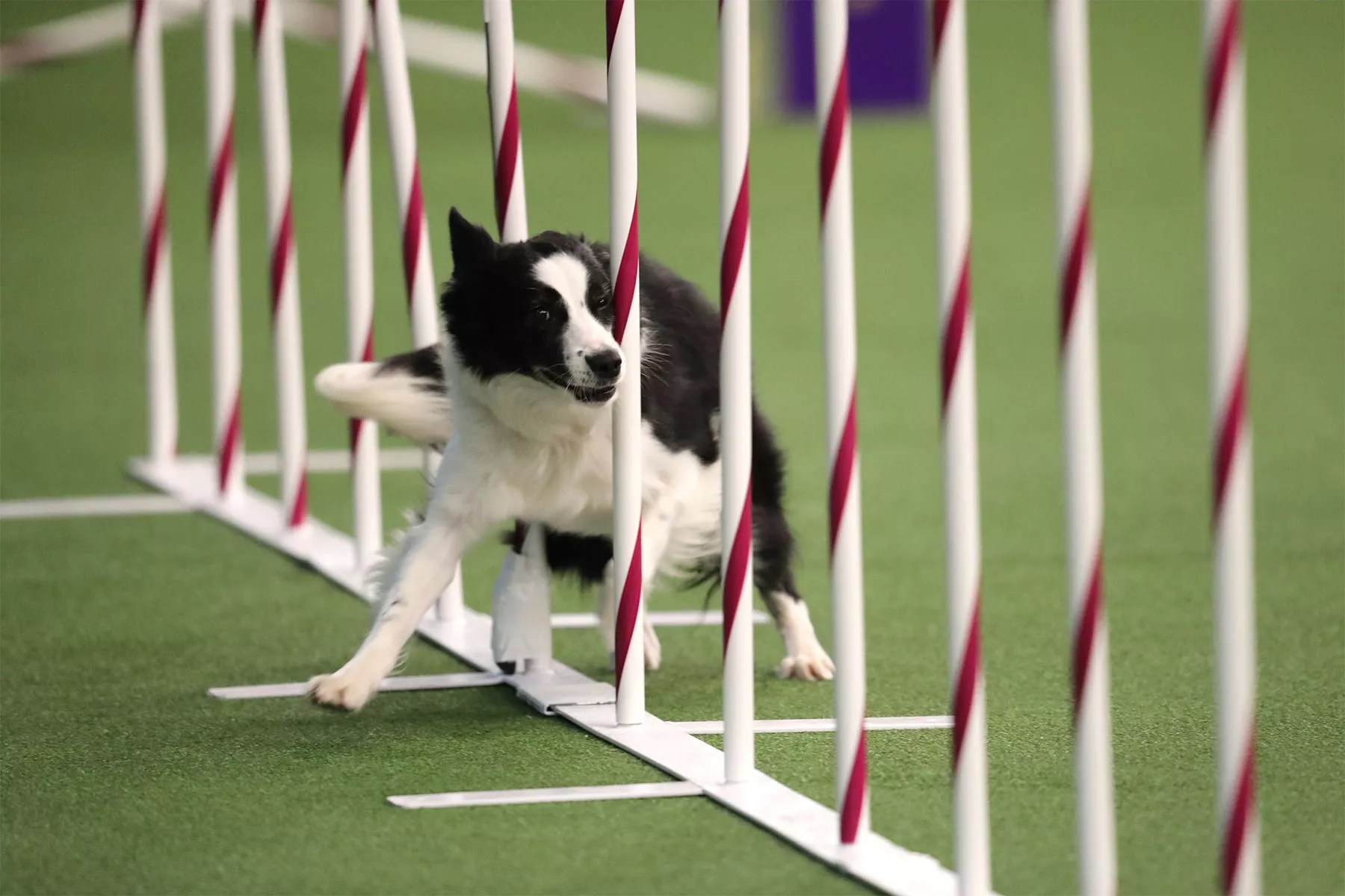Westminster dog show