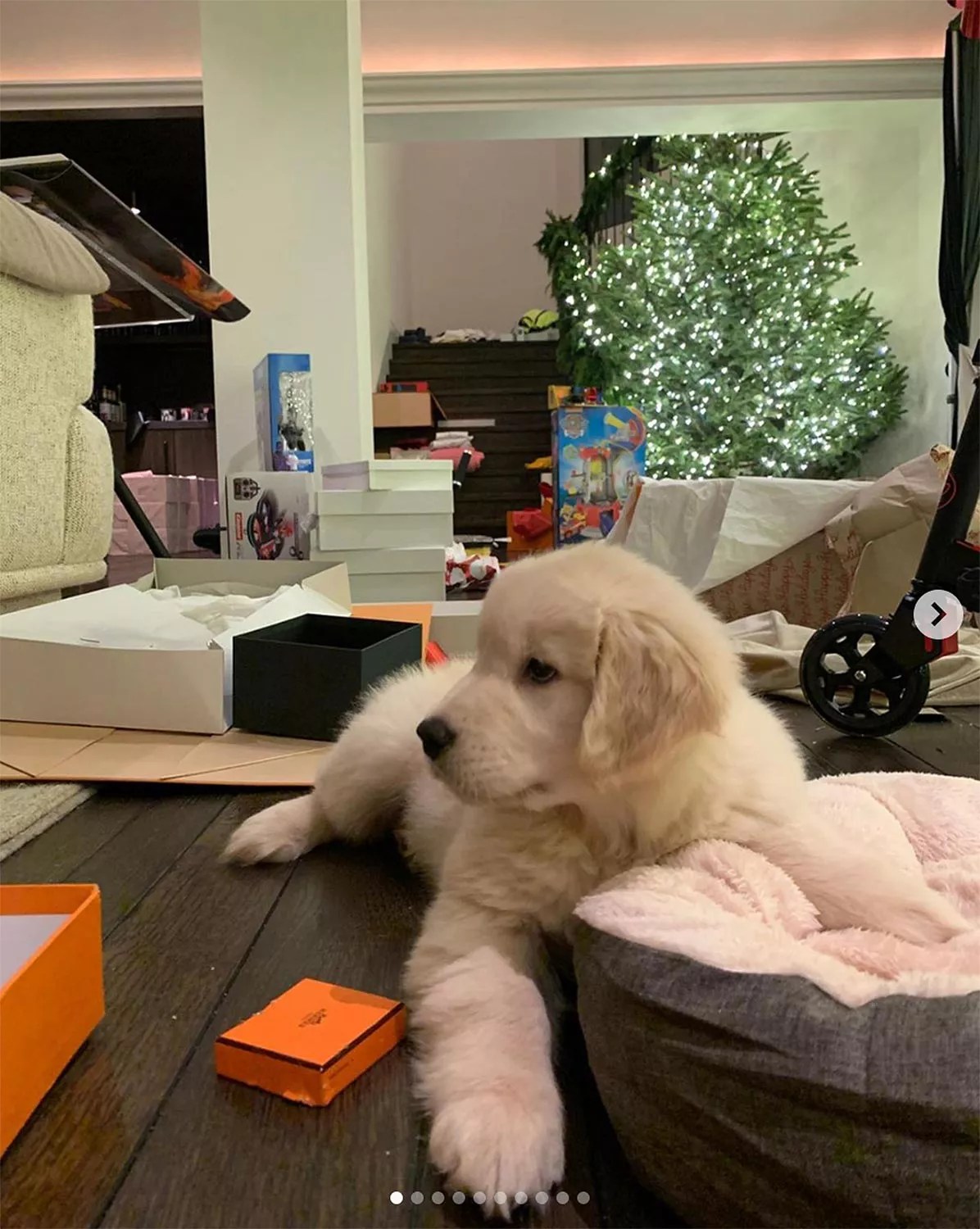Kourtney Kardashian puppy