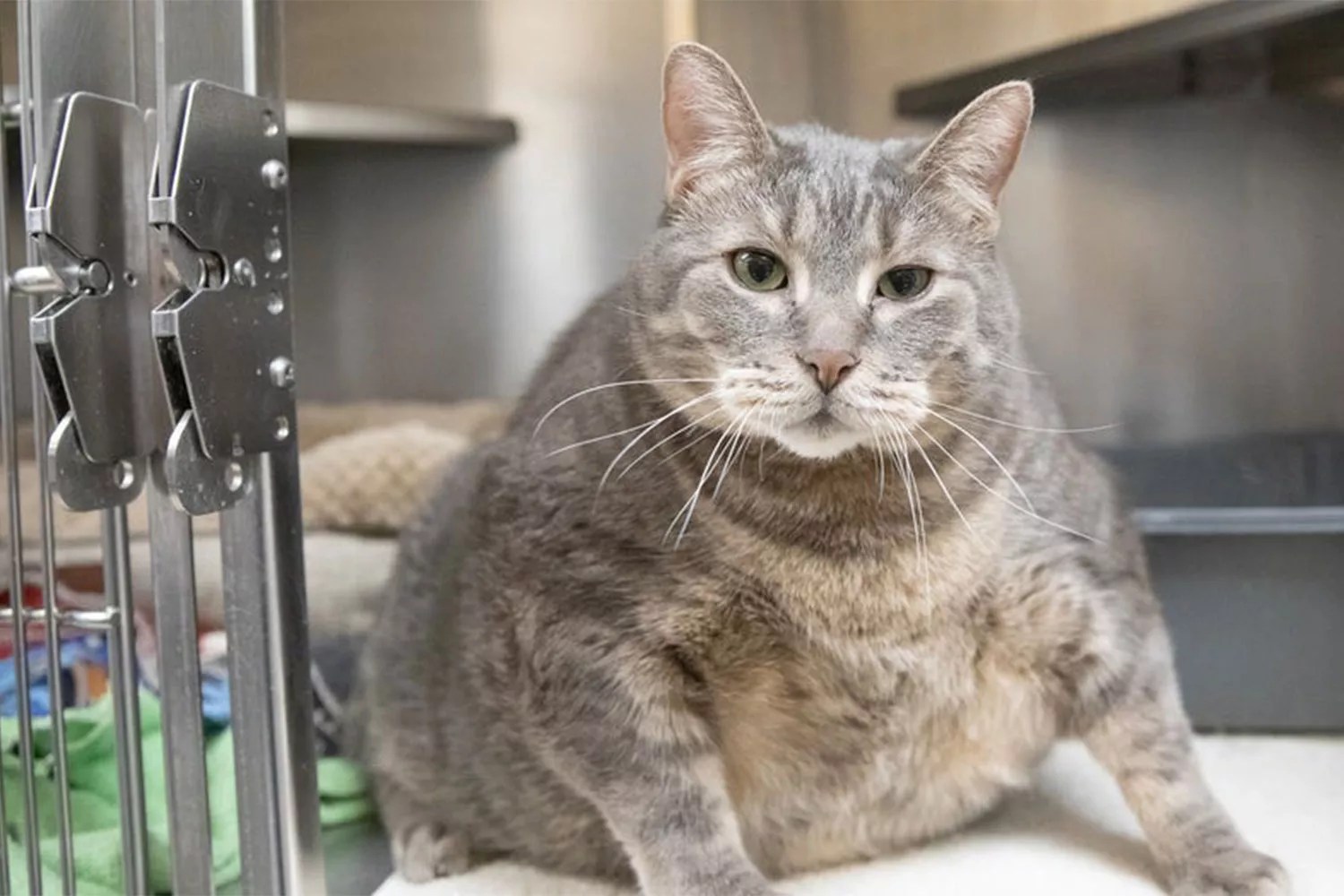 Humane Society of Huron Valley