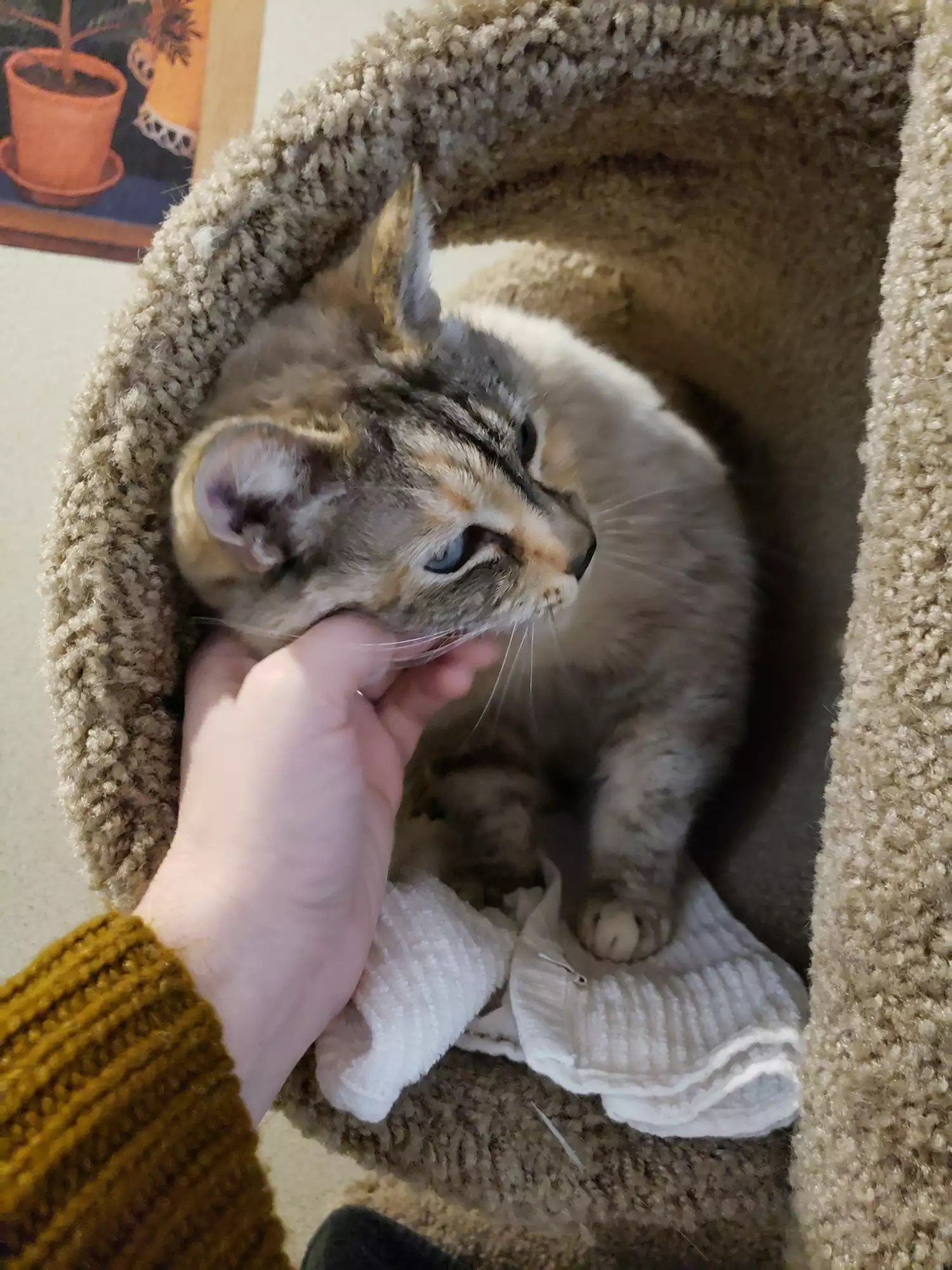 Ebi the cat