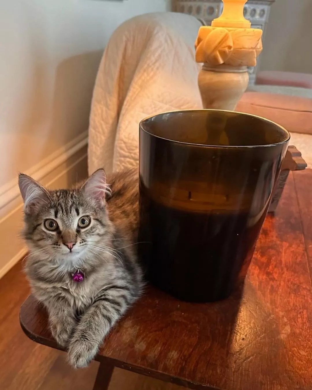 Sarah Jessica Parker Revealed That She Actually Adopted the Kitten Her Character Adopted in And Just Like That