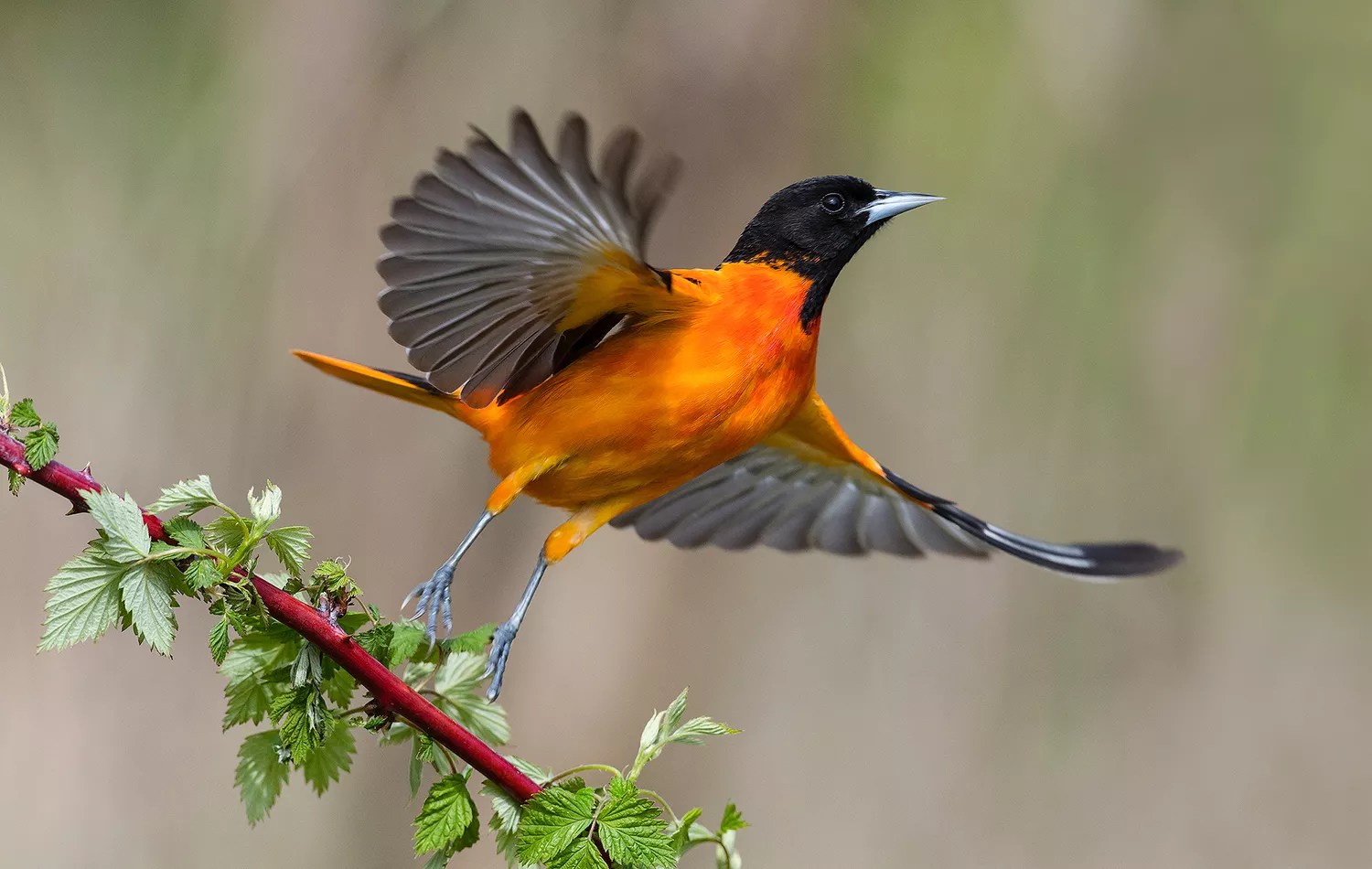 Baltimore Oriole
