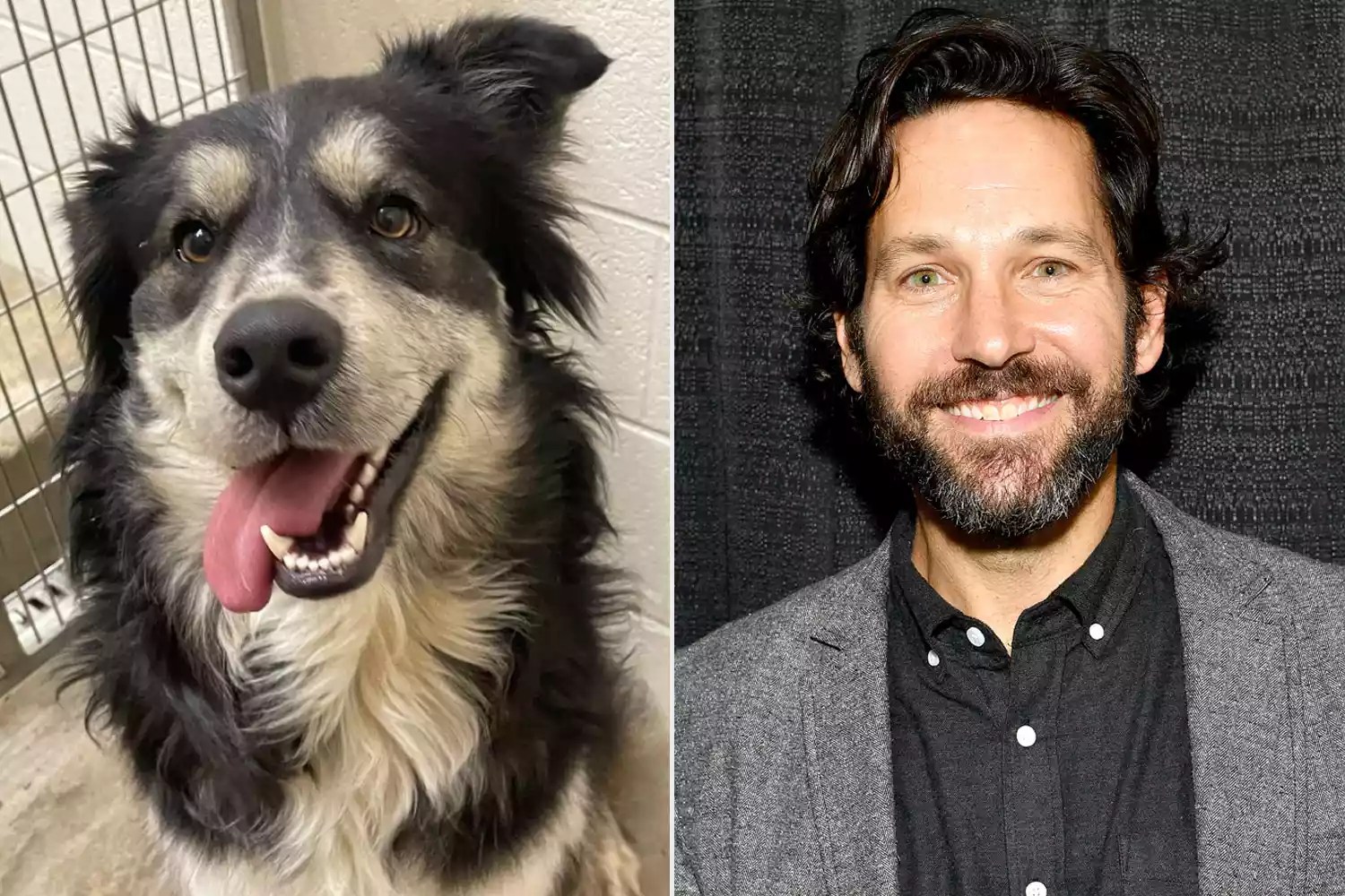 I&rsquo;m WAFFLE HOUSE, a male, 65 pound, Aussie mix! You may have seen me when I become internet famous after a follower created a photo mash up comparing all my expressions to Paul Rudd&rsquo;s. They started calling me Paul Ruff!. https://www.petfinder.com/dog/waffle-house-59821519/tn/collierville/collierville-animal-services-tn167/. Petfinder; NEW YORK, NEW YORK - OCTOBER 03: Paul Rudd attends the New York Comic Con at Jacob K. Javits Convention Center on October 03, 2019 in New York City. (Photo by Dia Dipasupil/Getty Images for ReedPOP )