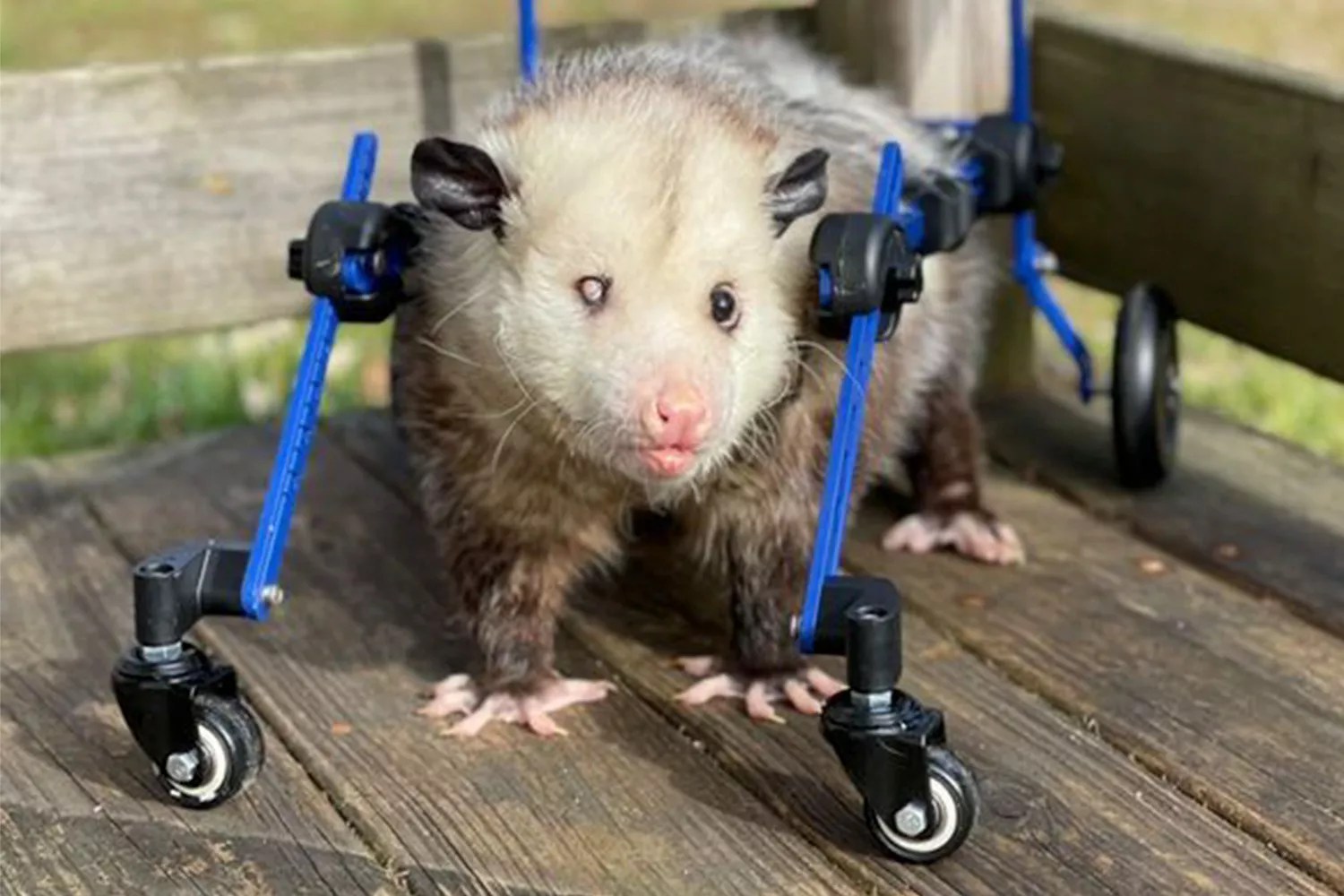 Opossum Wheelchair