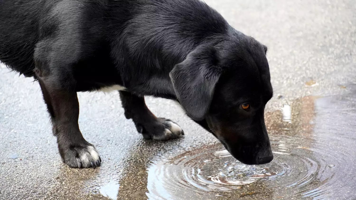 puppy drink from puddle