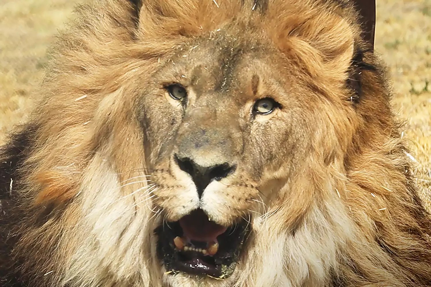 &lsquo;World&rsquo;s Loneliest Lion&rsquo; Returns to Natural Habitat