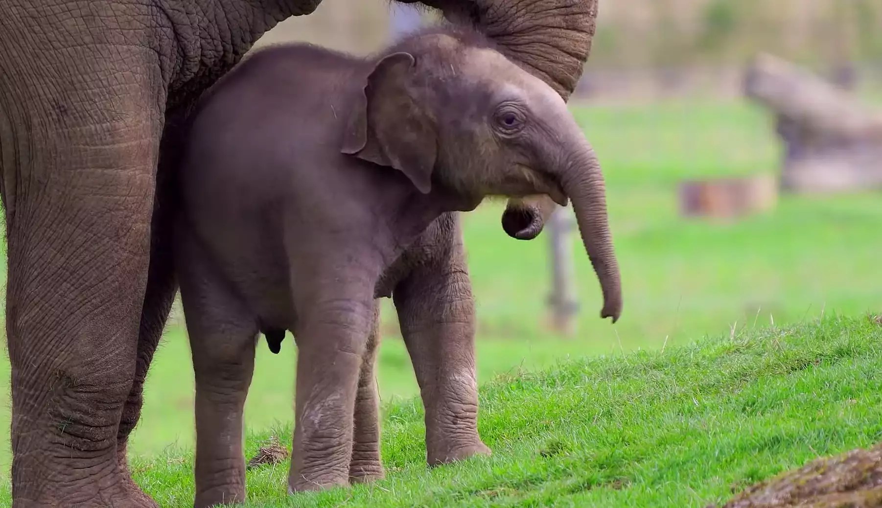 baby Asian elephant
