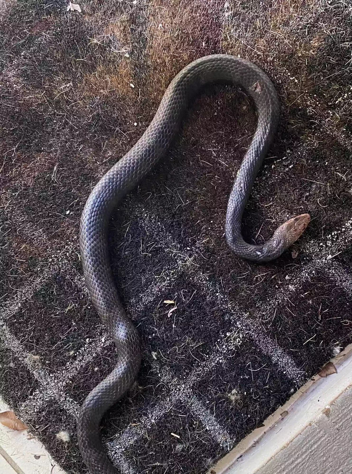 Woman saves cat with snake wrapped around neck