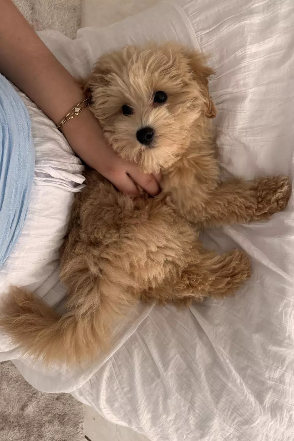 Benji, puppy gets present tooth fairy