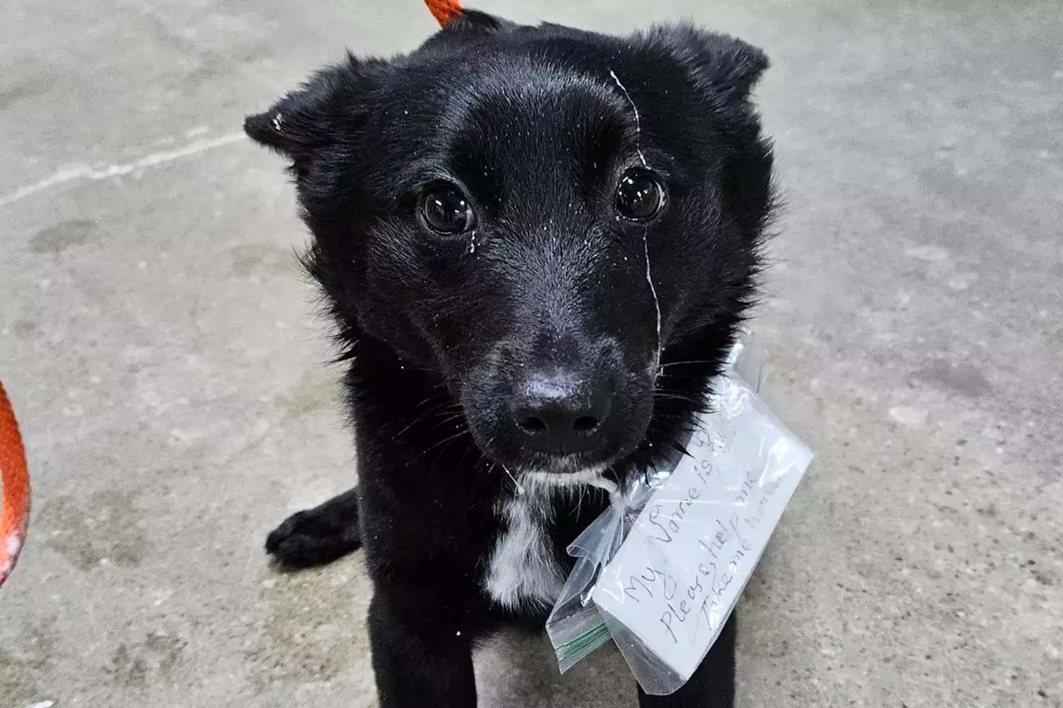 Dog abandoned in Meijer parking lot with a note on her collar