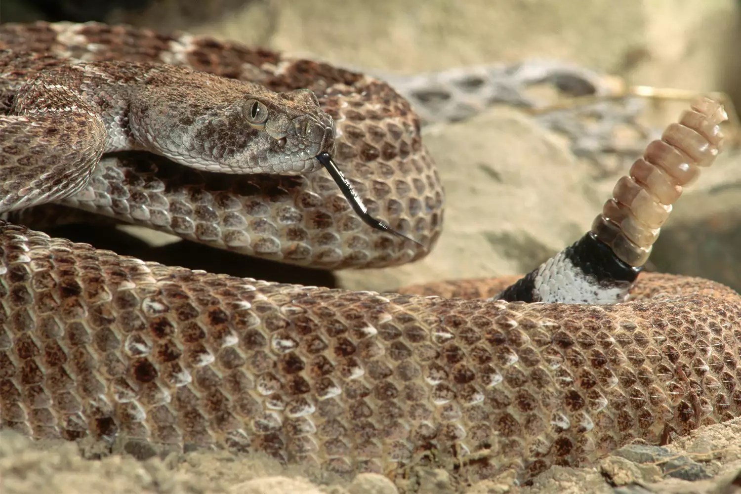 western diamondback rattlesnakes