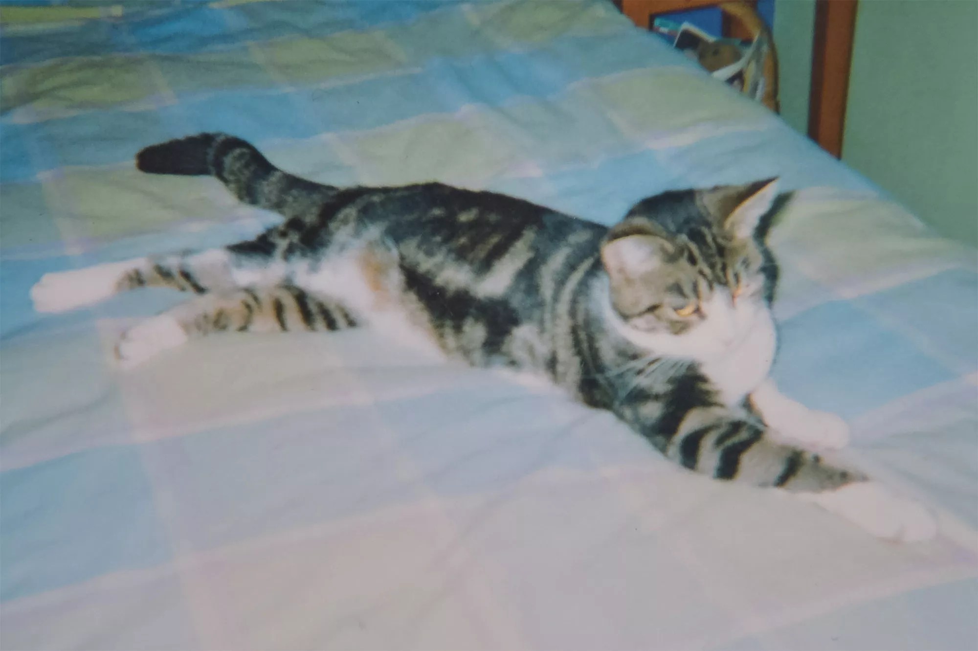 found-cat-2