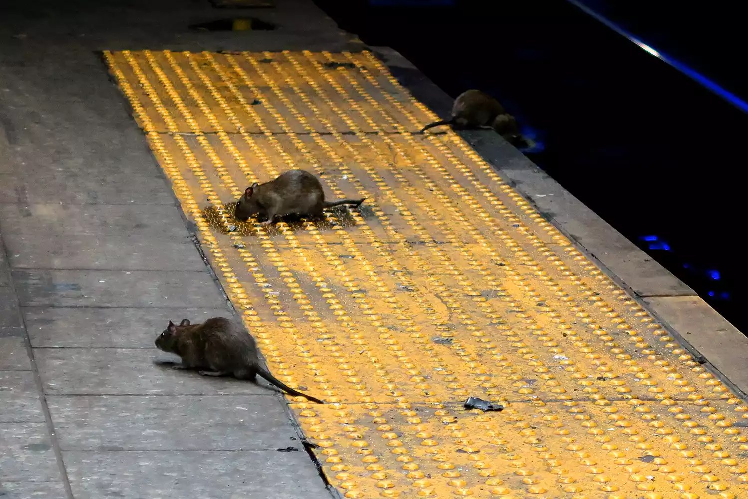 Three rats scavenge for food on the subway platform at Herald Square September 3, 2017 in New York City on.