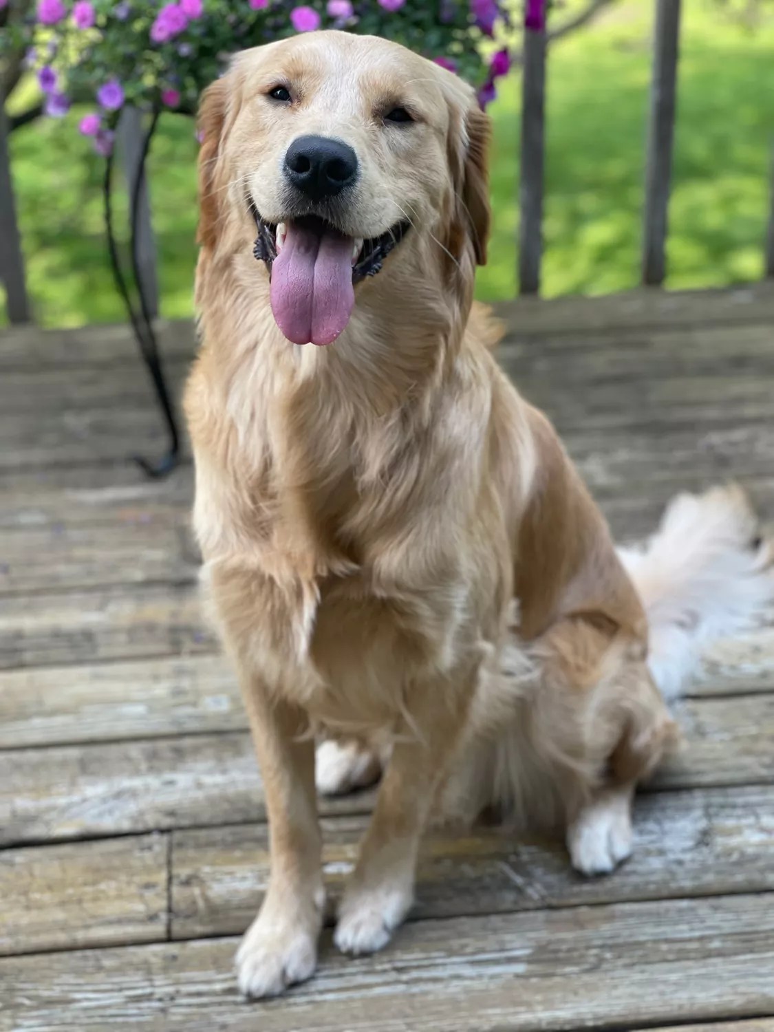 Golden Retriever