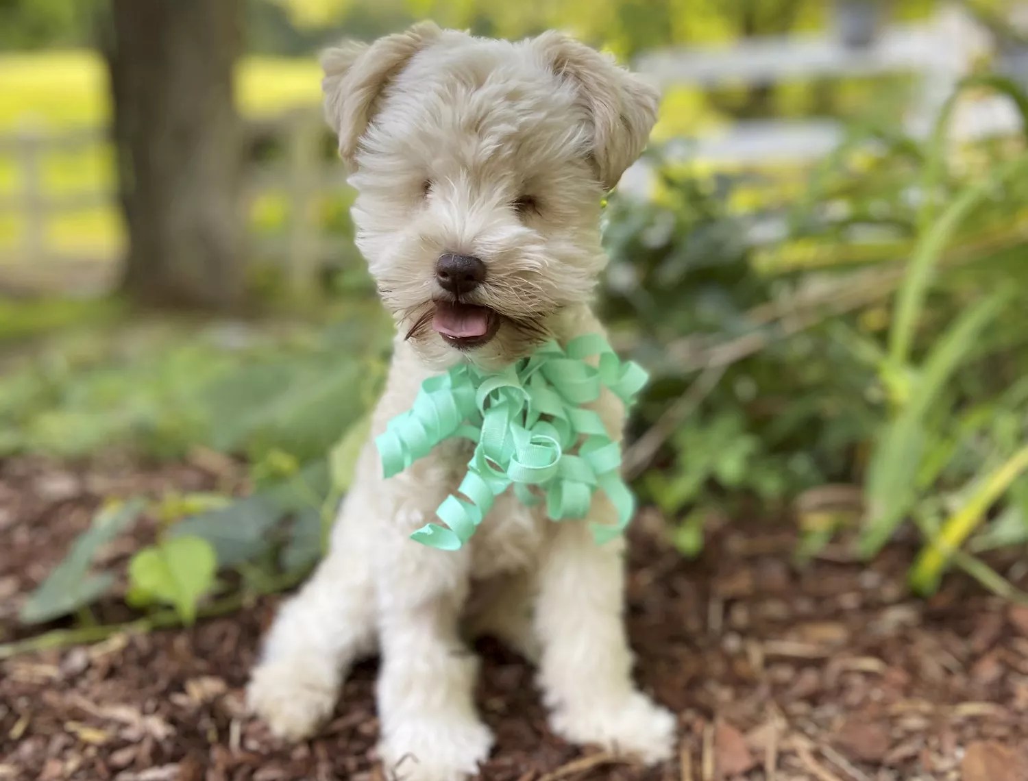 Teacup the dog.