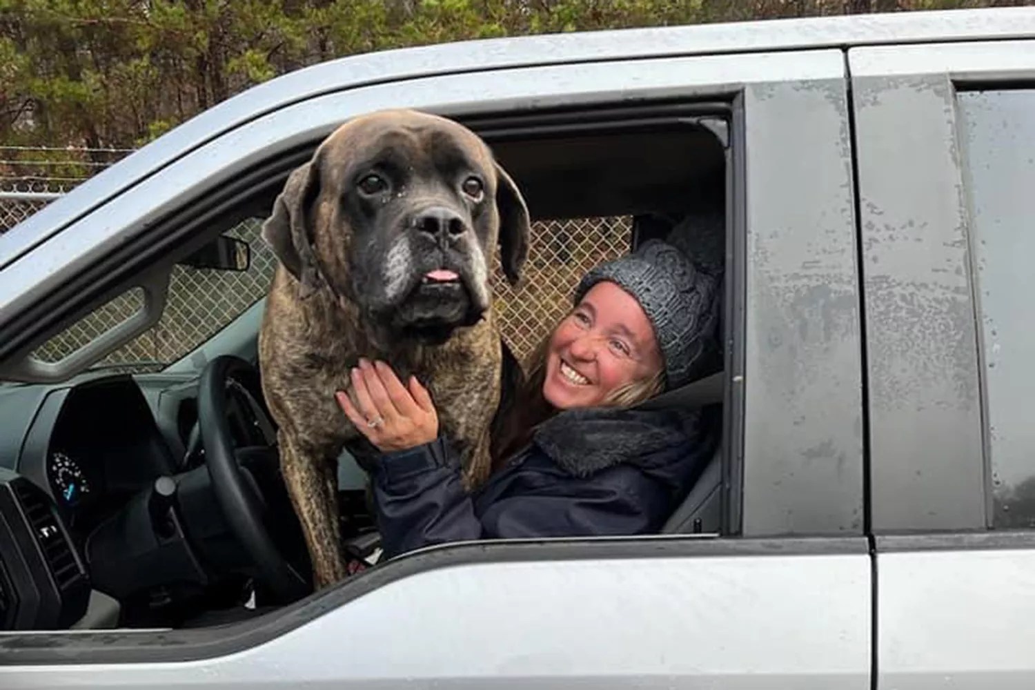 Billy Bob the mastiff