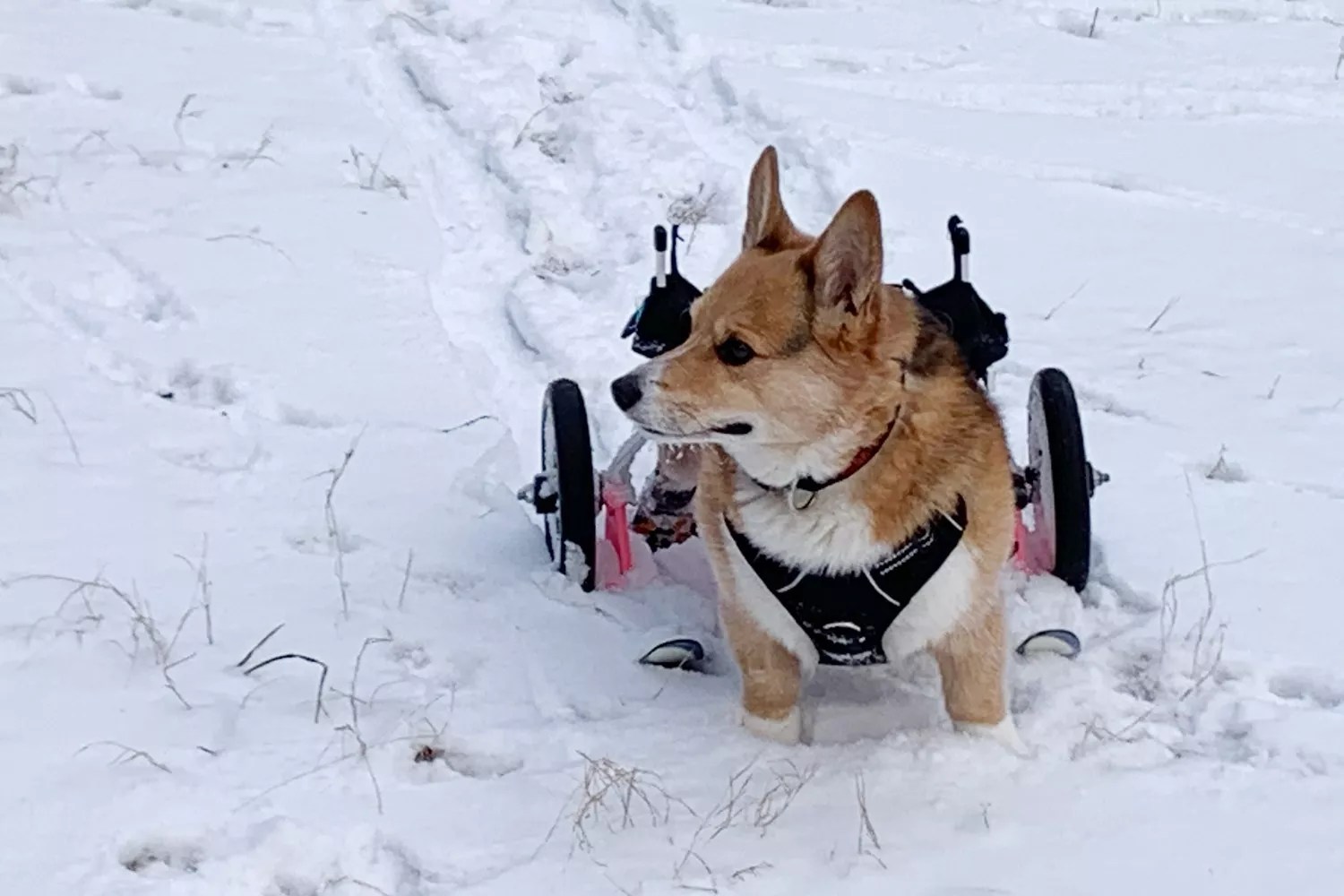 Corgi Gets Skis for Wheelchair