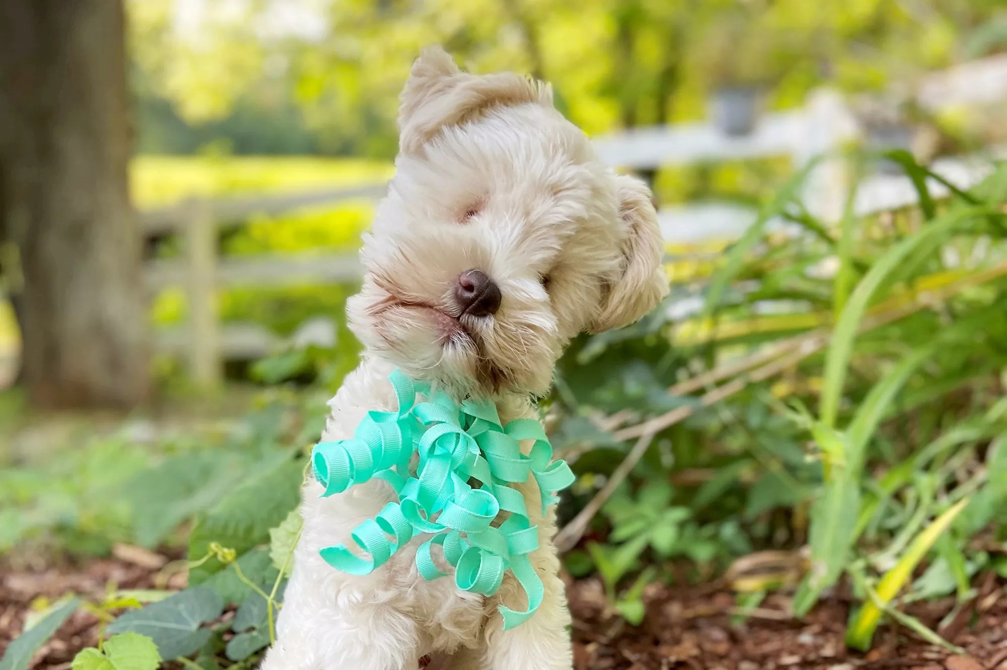 Teacup the dog.