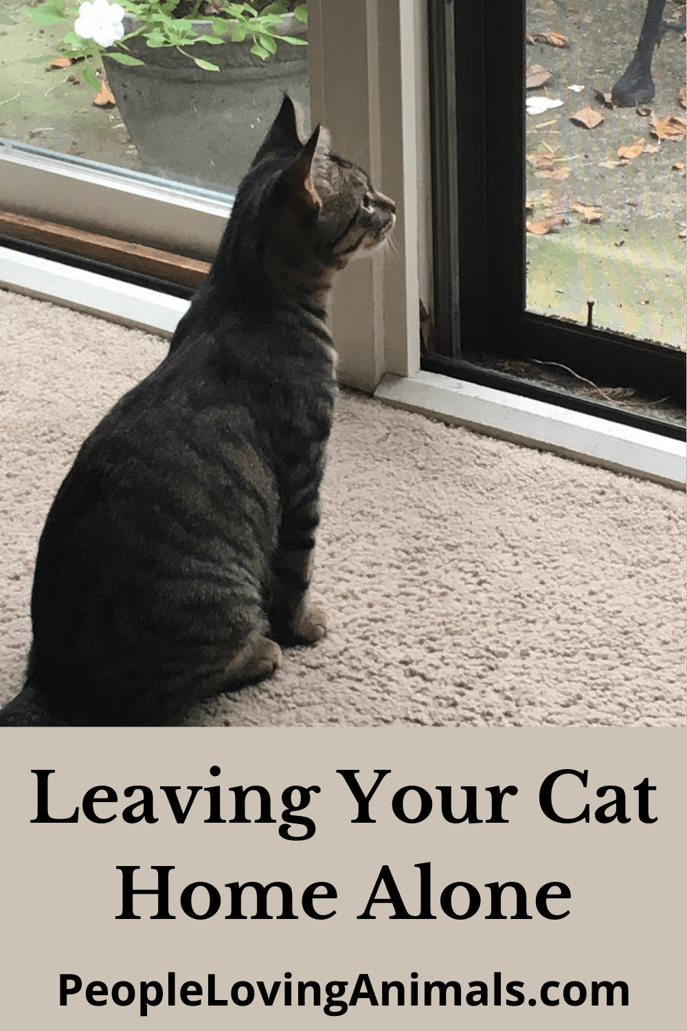 Leaving Cats Home Alone What to Do Instead